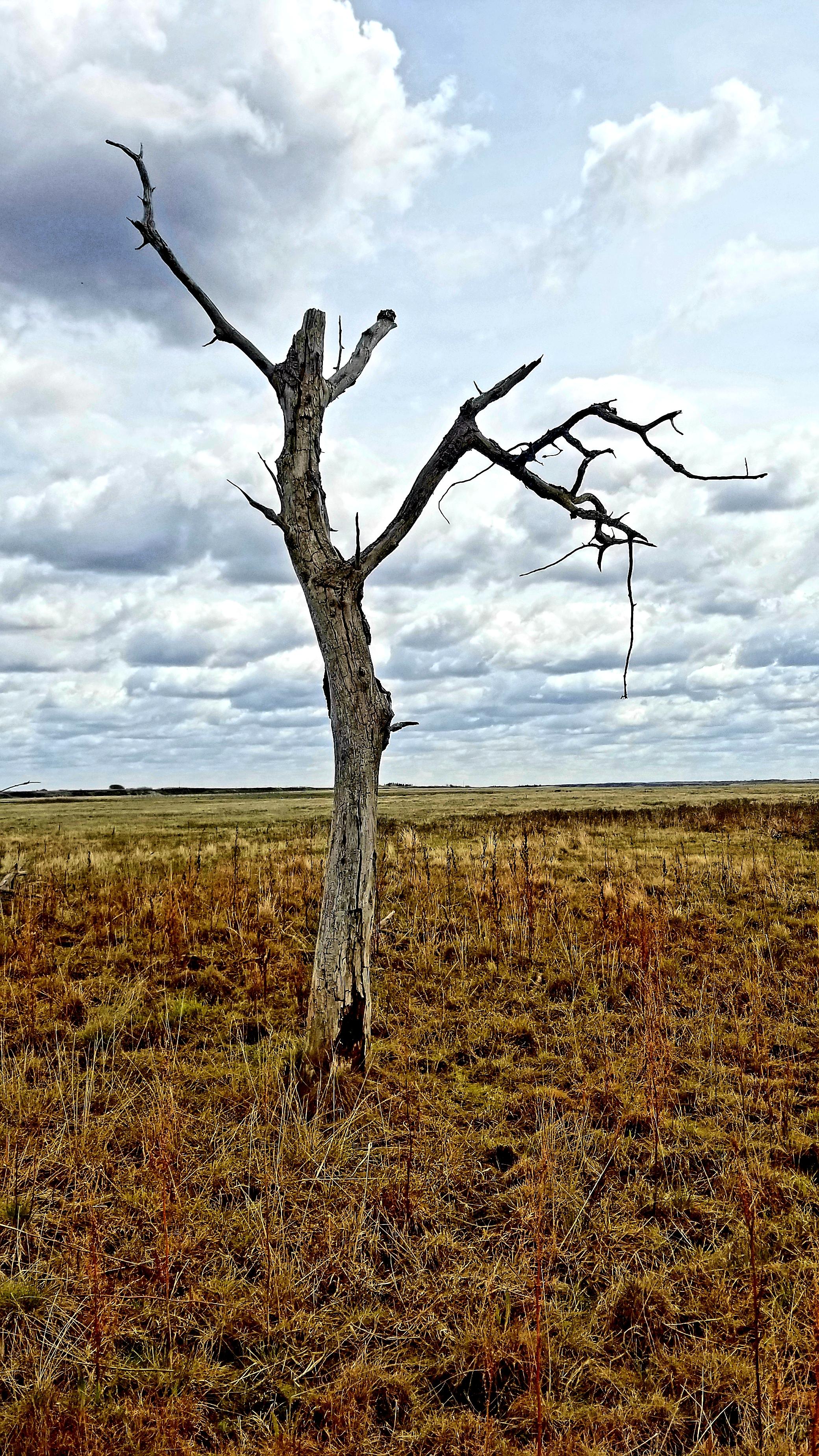 A sentinel's last watch. [OC] Halkirk, AB. r/LandscapePhotography
