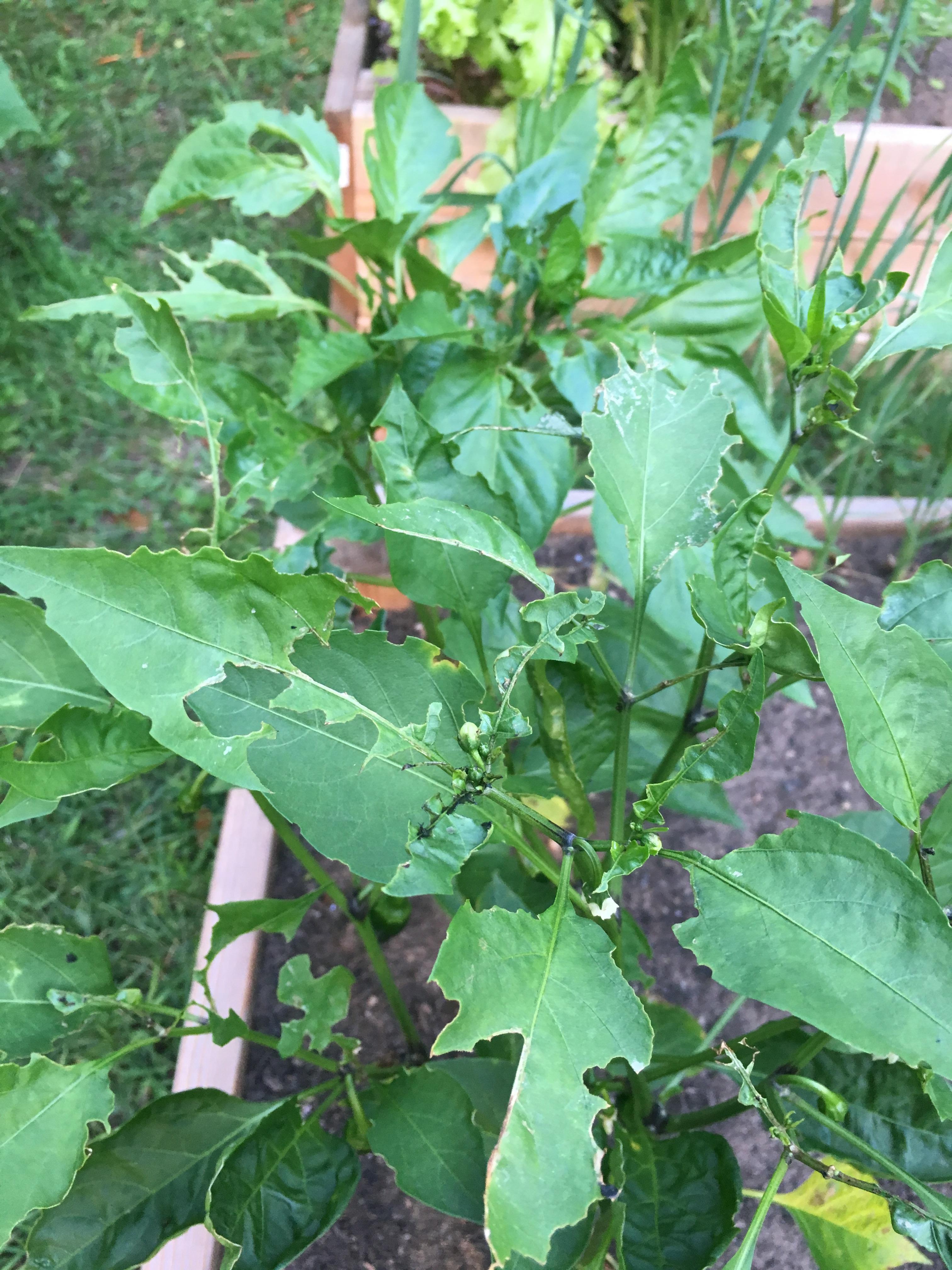 Please help! What is eating my jalapeño plant ( r/gardening