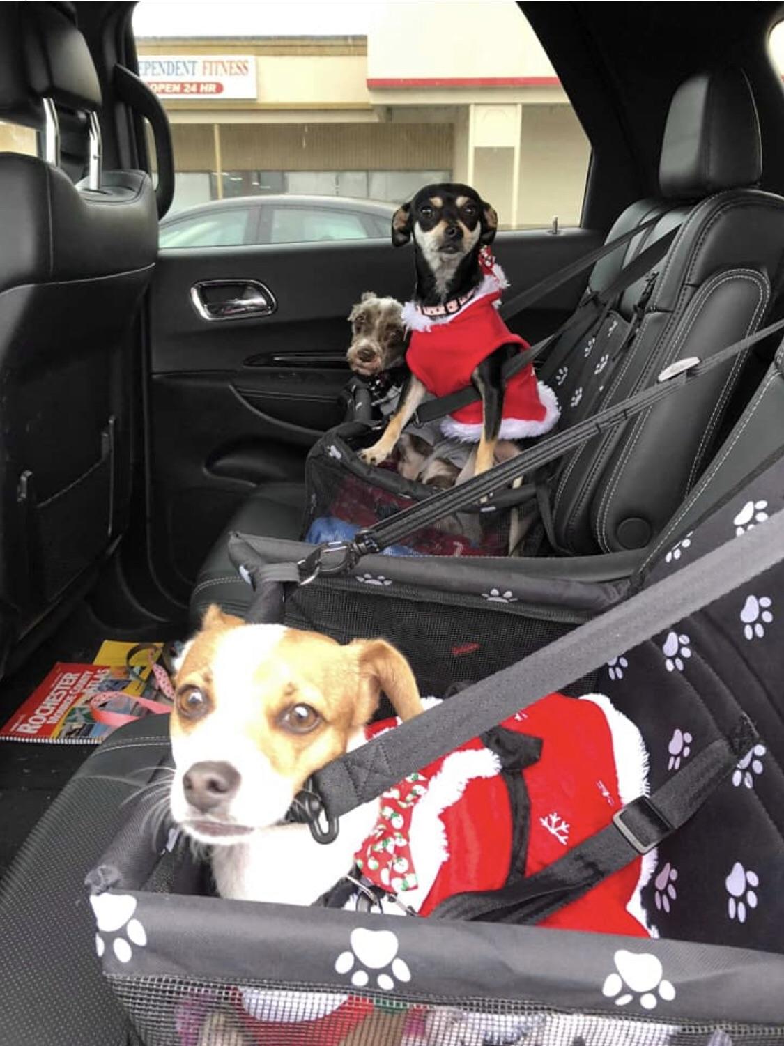 Unwanted Texas Animals Need Help to Transport Out of State to Waiting