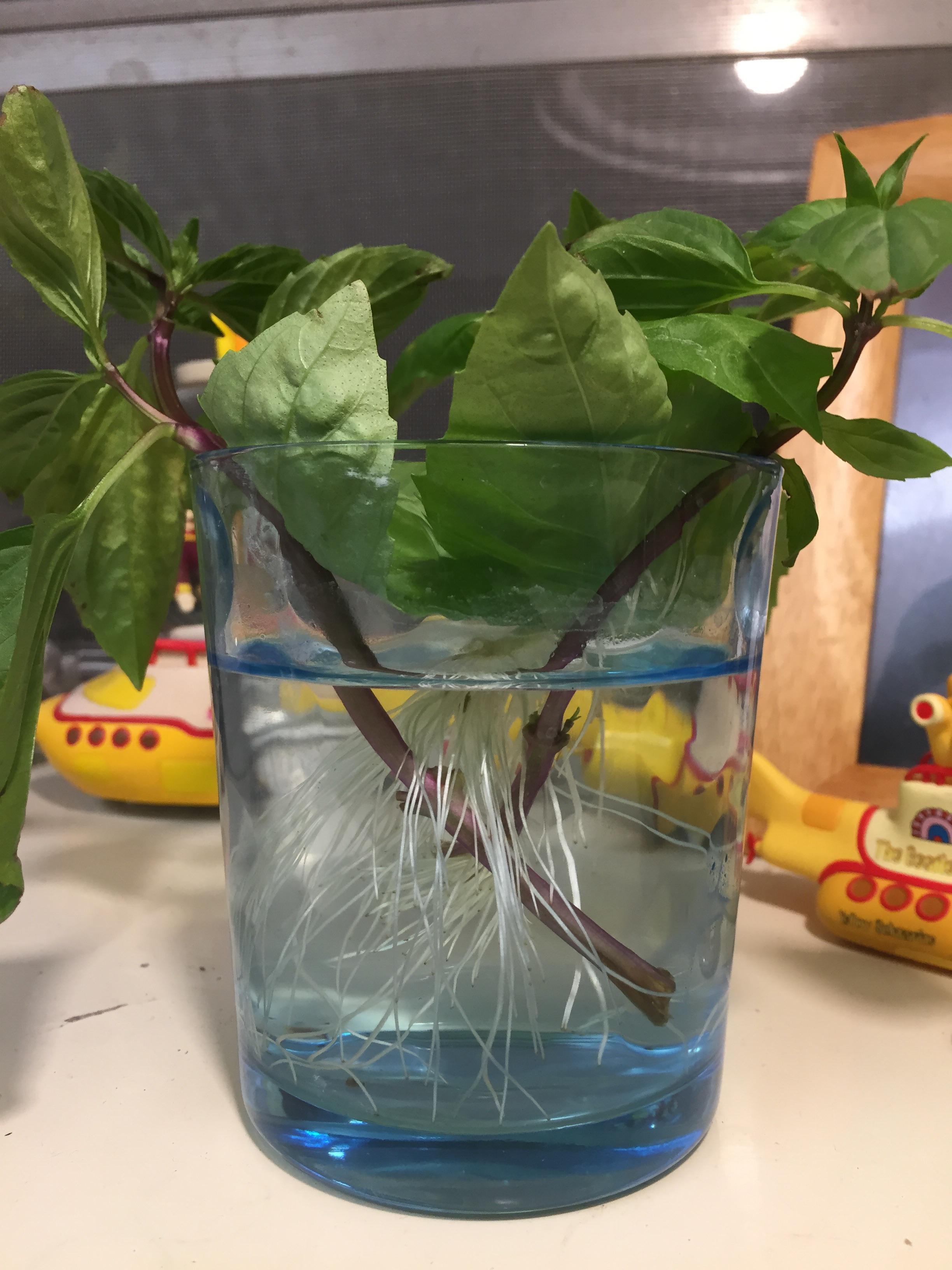 Extra Thai basil (from Pho restaurant). Used the bottom leaves in Pho