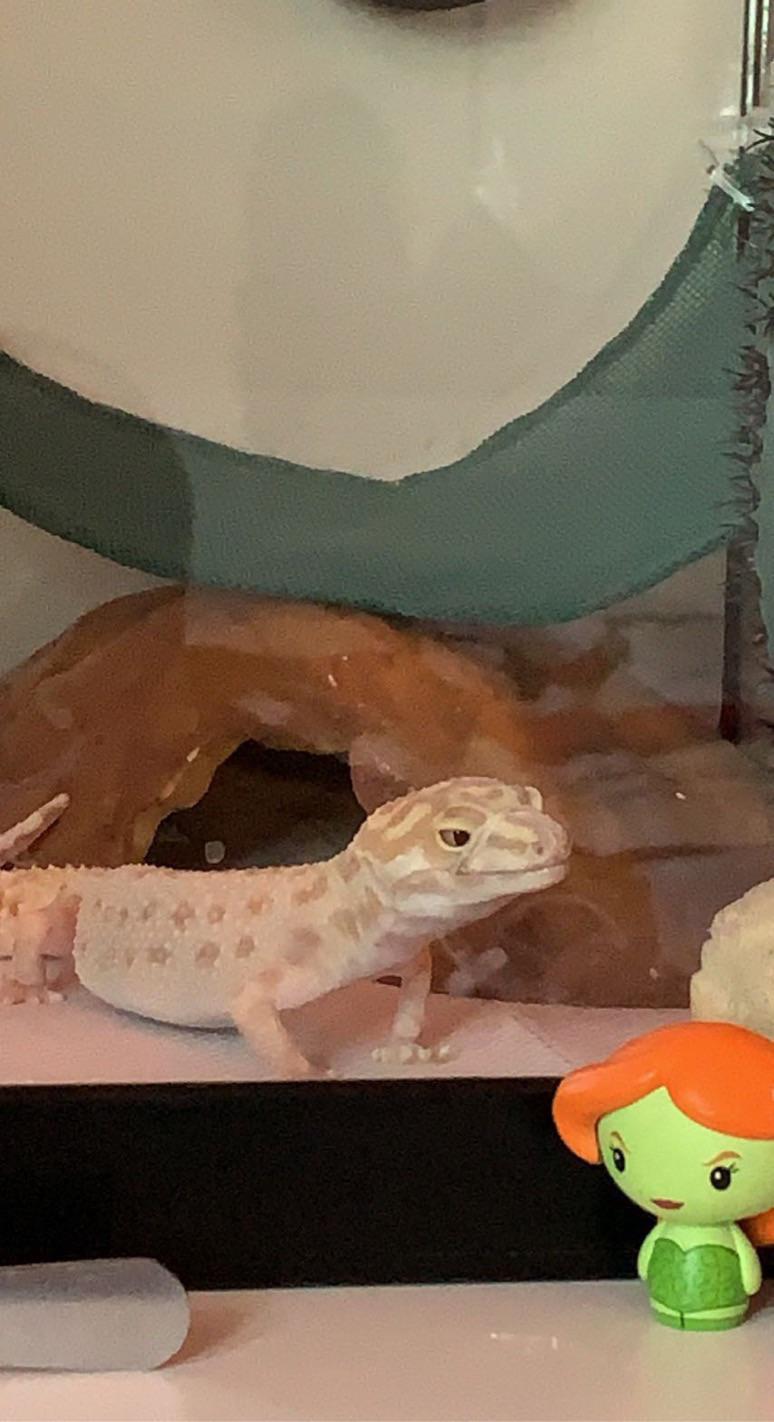 how do i get my leopard geckos shed off her nose? it’s been there for a