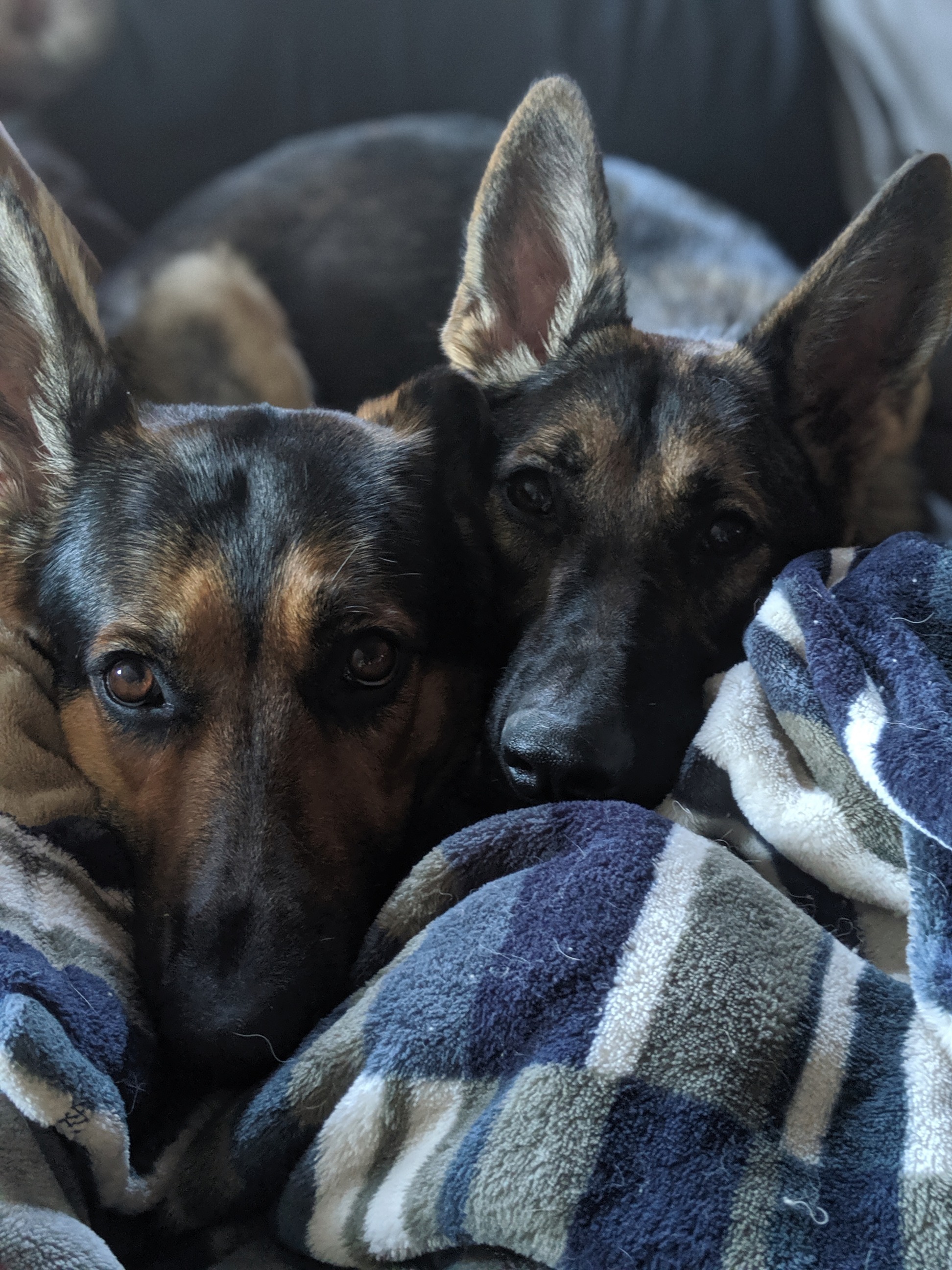 My dogs like to cuddle r/rarepuppers