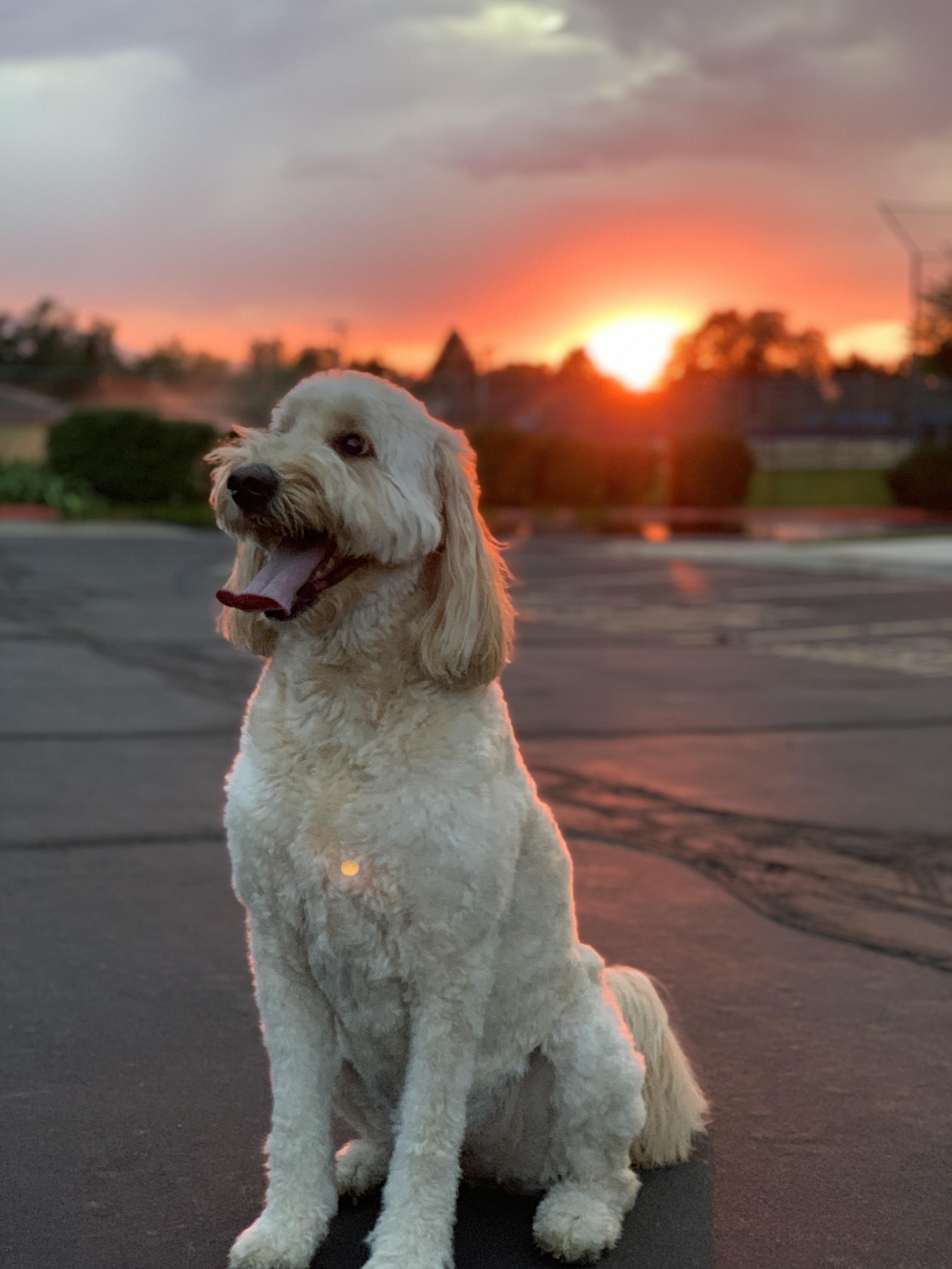Came around the corner on our nightly walk and immediately knew I had