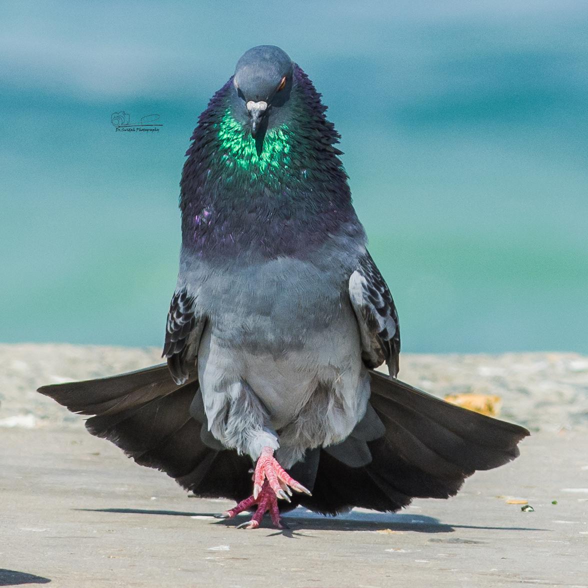 PsBattle Pigeon walking towards the camera