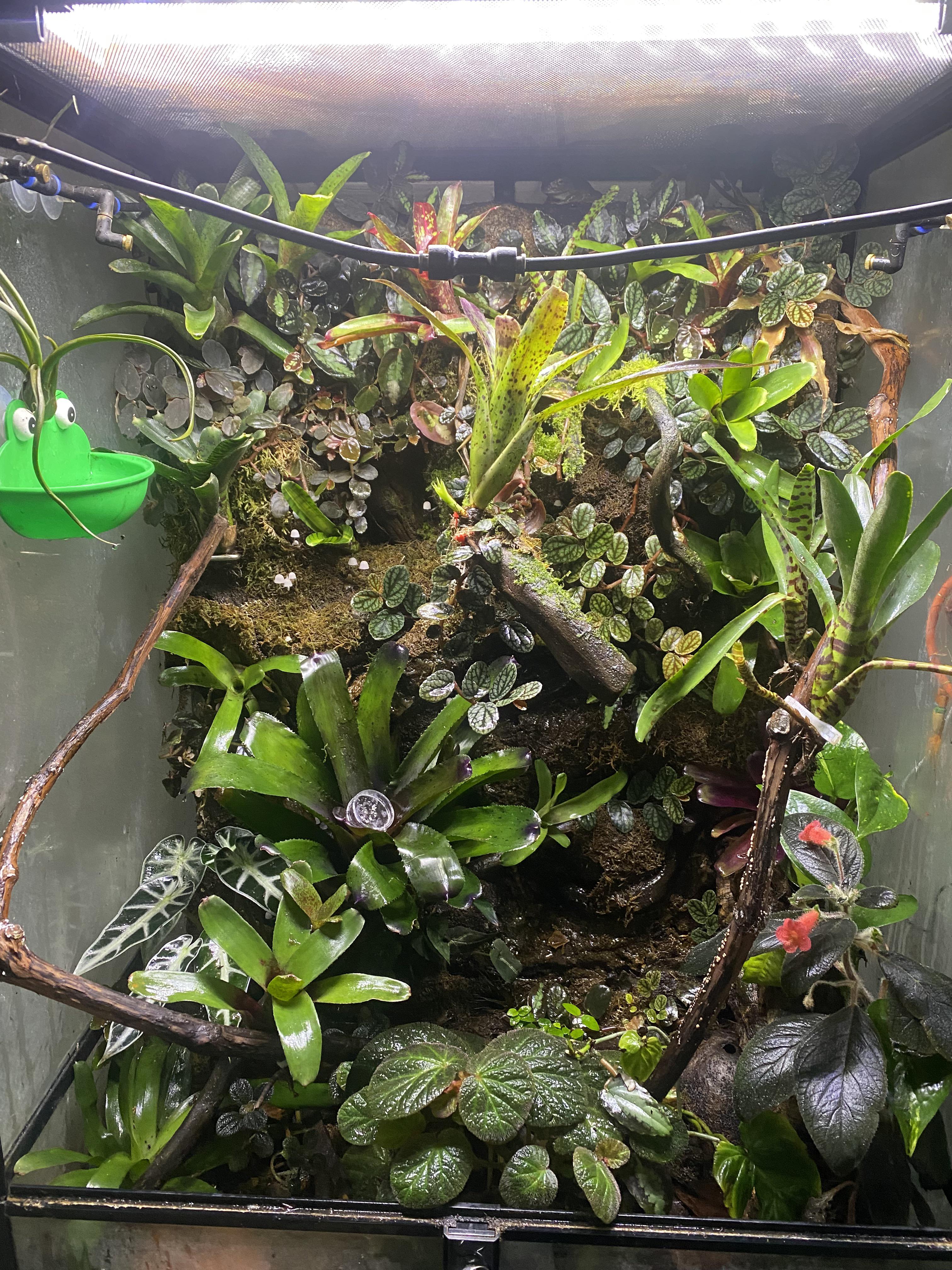 Can I put a anole or two with three white tree frogs in the tank below