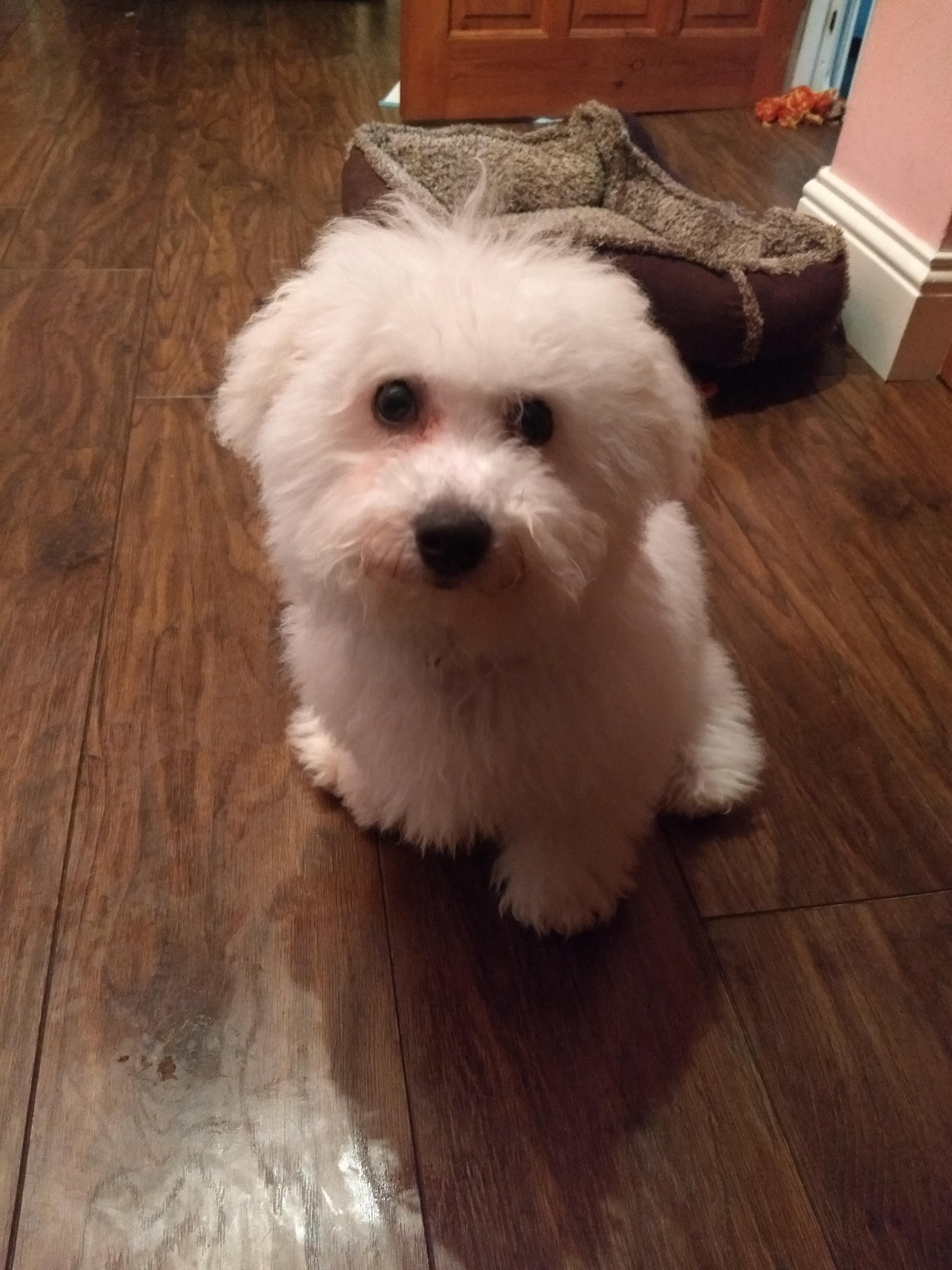 Remy after his first puppy groom, cant wait to get his first real one