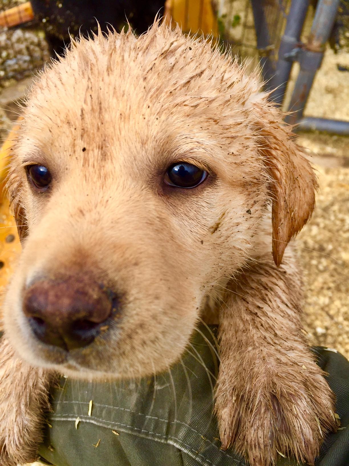 Chickenchasing puppy r/dogpictures