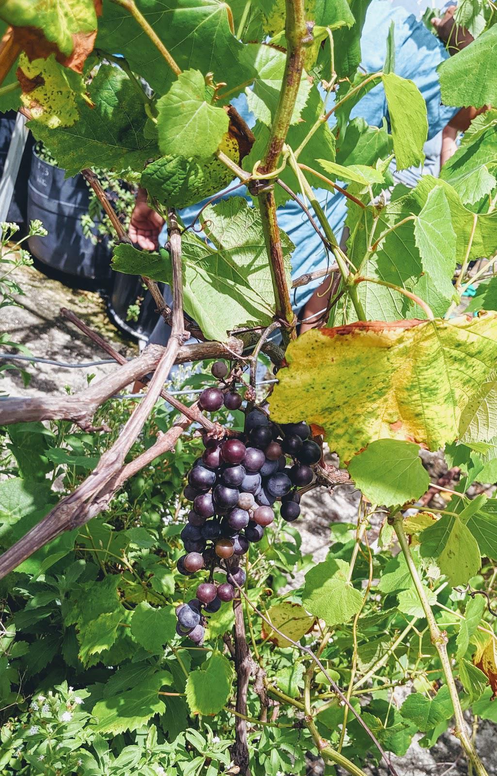 My wife scheduled a tour to local experimental vineyard here in Puerto Rico. r/wine