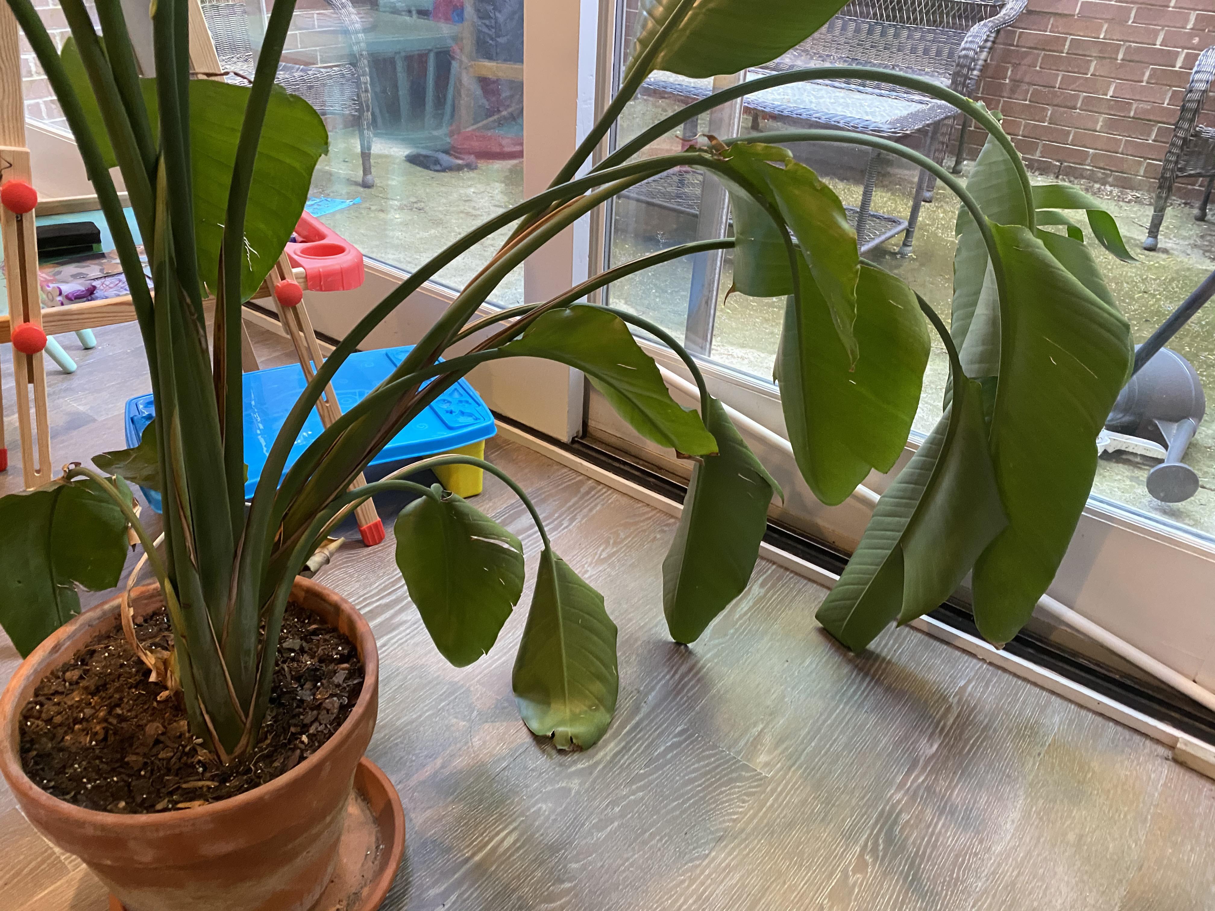 Can someone explain why my leaves drooping? (Bird of Paradise) r