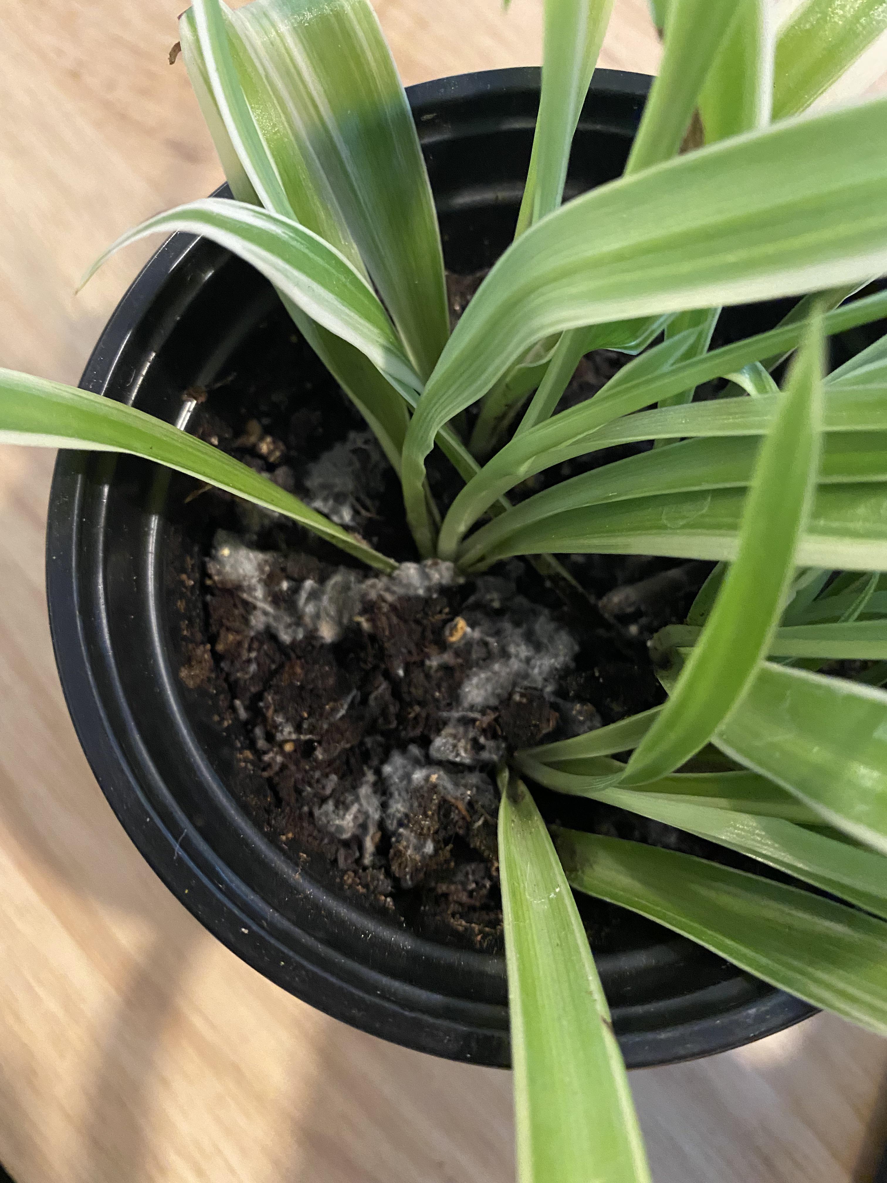 Moldy soil how do I fix this ( plantsandpots