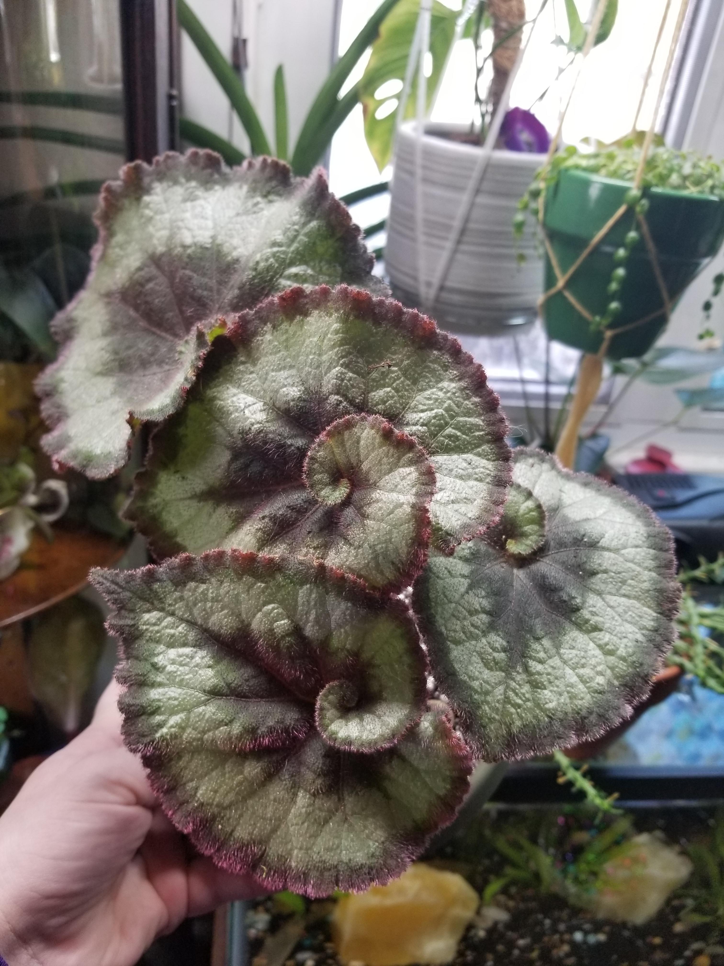 I rescued this Escargot Begonia rex from my boss' outdoor flower pot