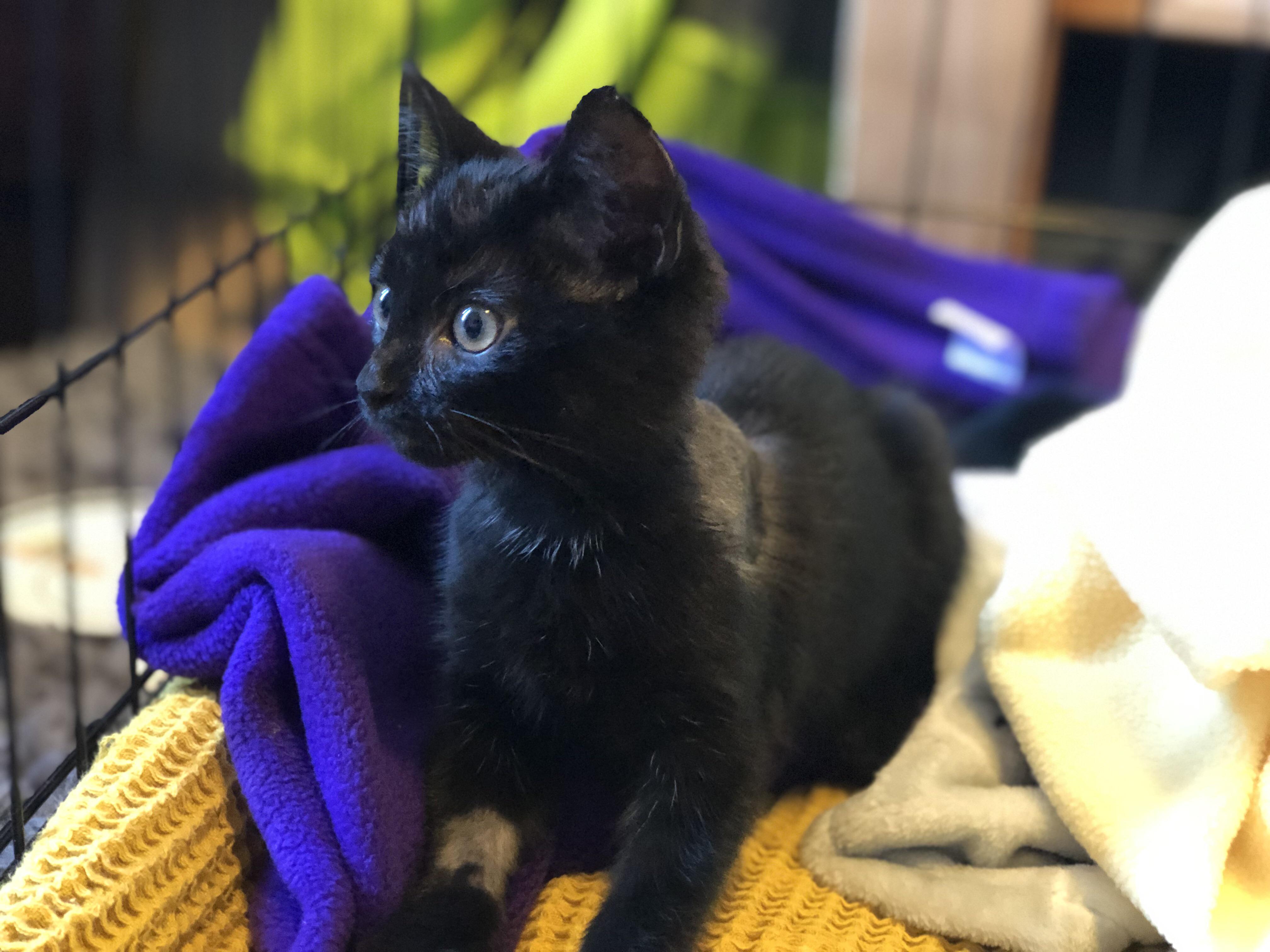 My cat was paralysed after jumping out my first floor