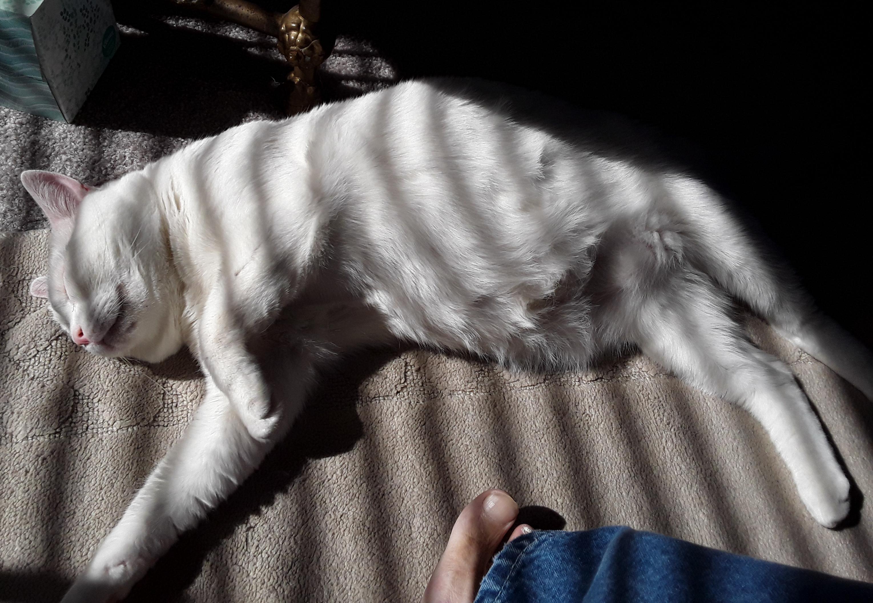 Yet another rare zebra cat sighting.... r/cats