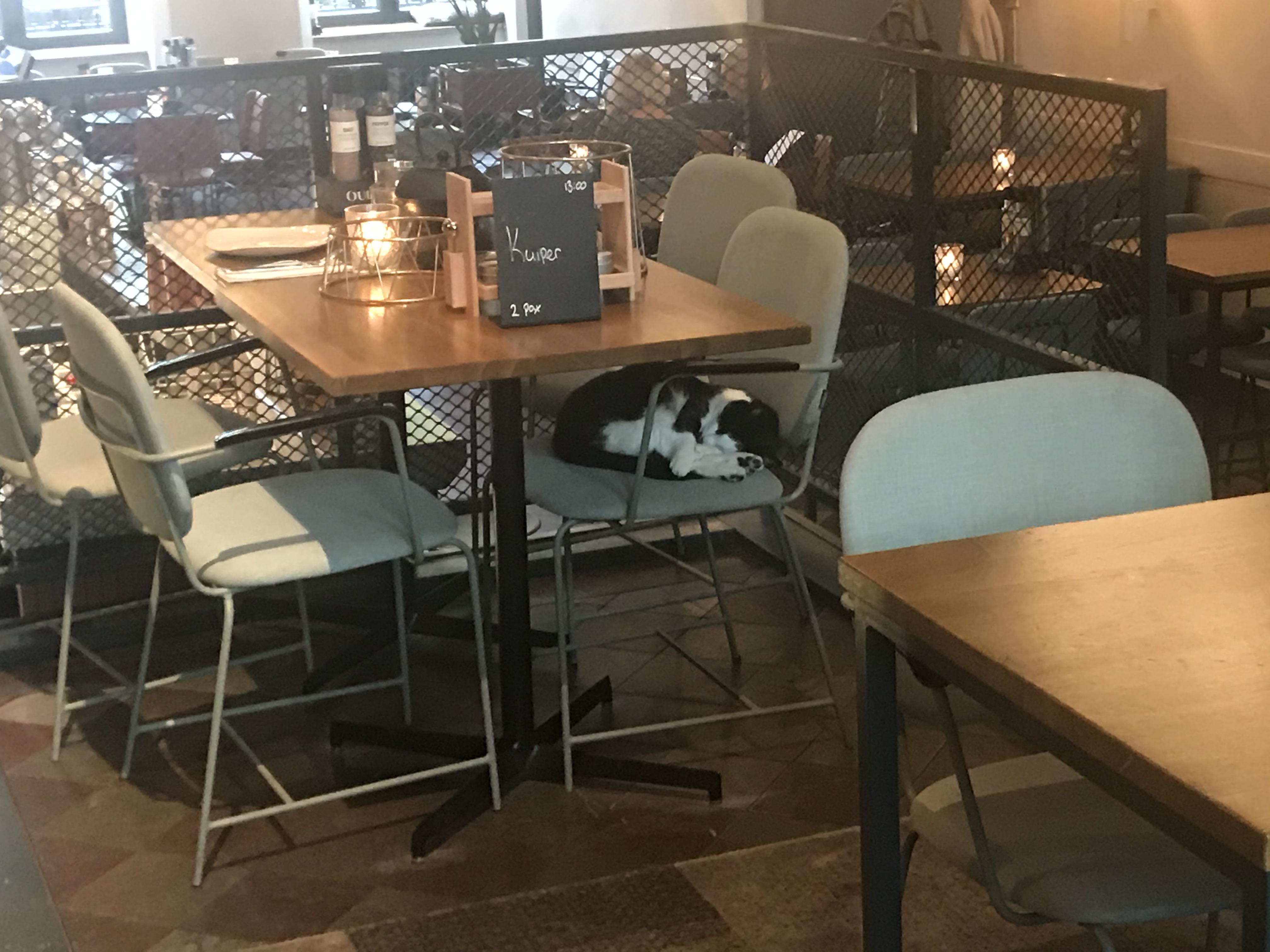 Cat in restaurant where I was today r/cats