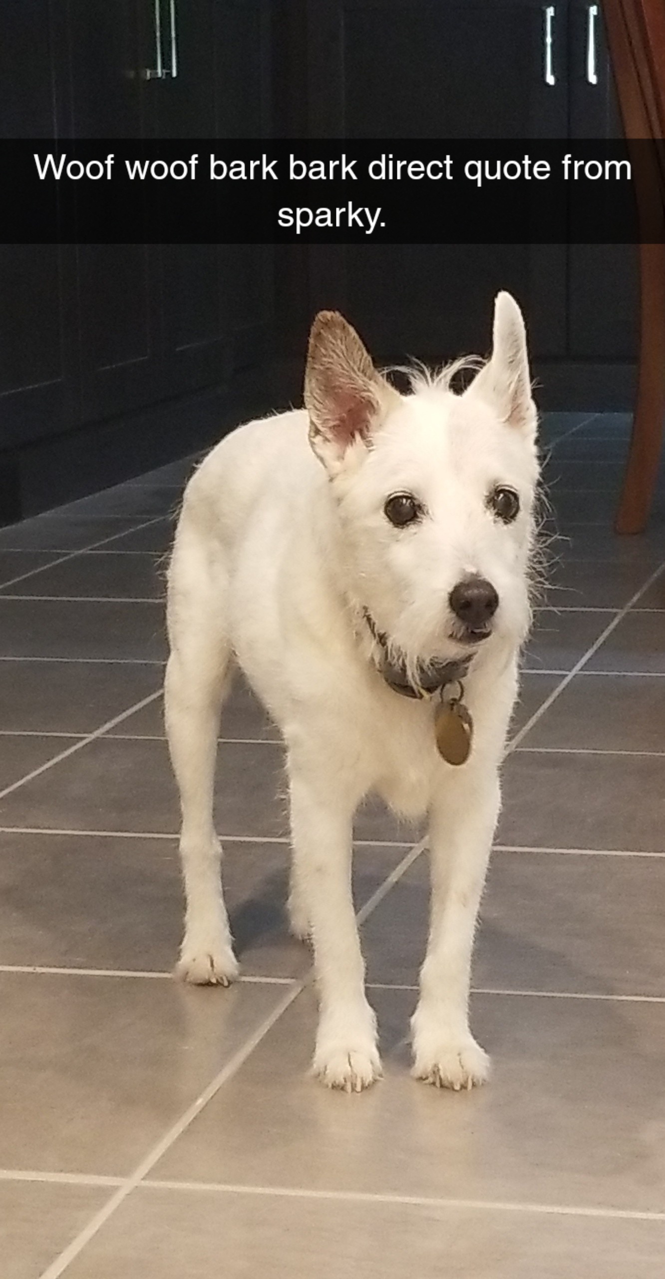 16 year old jack Russell puppy. Woof woof r/aww