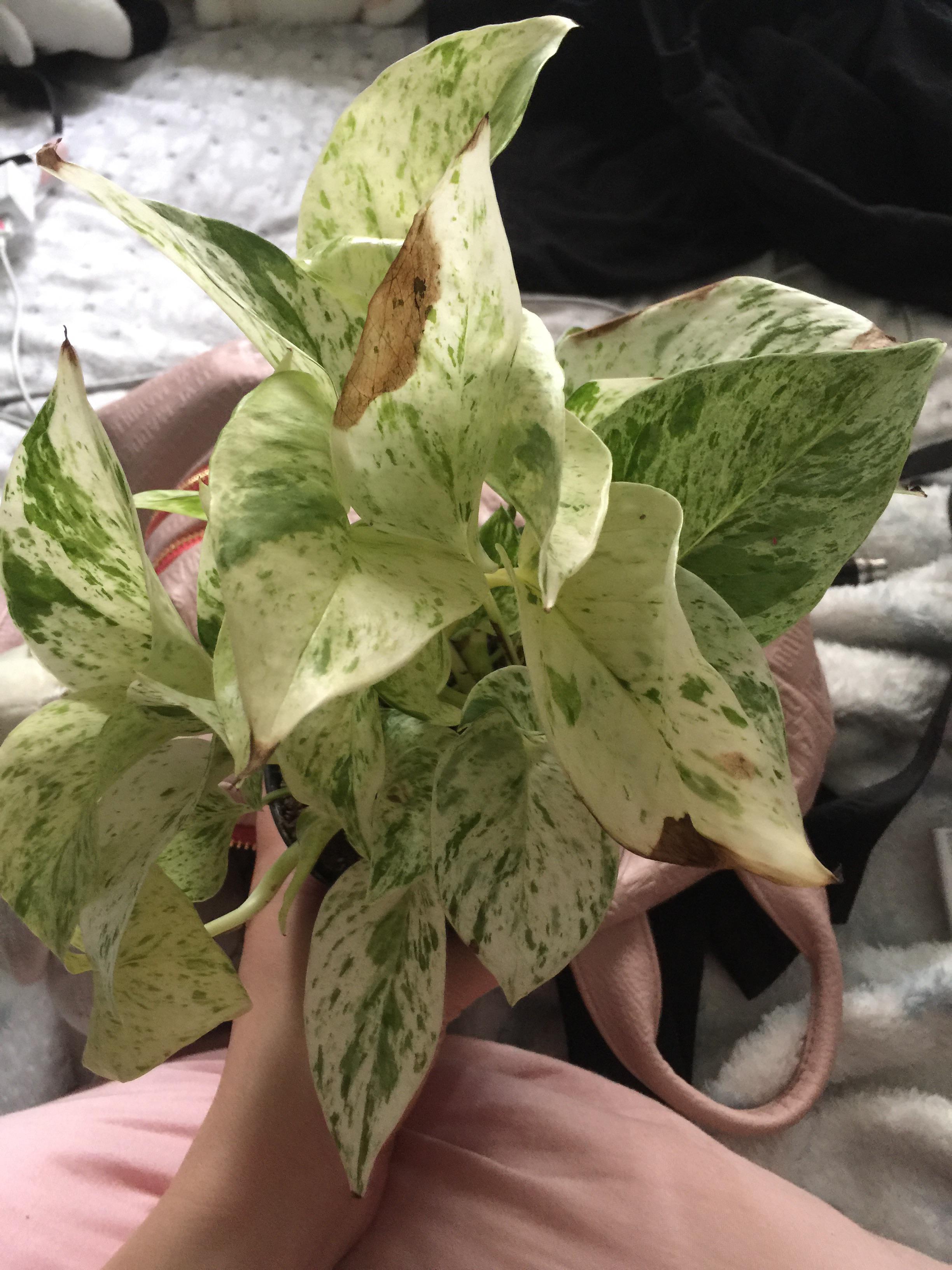 How do I fix this on my marble queen pothos? What causes the brown