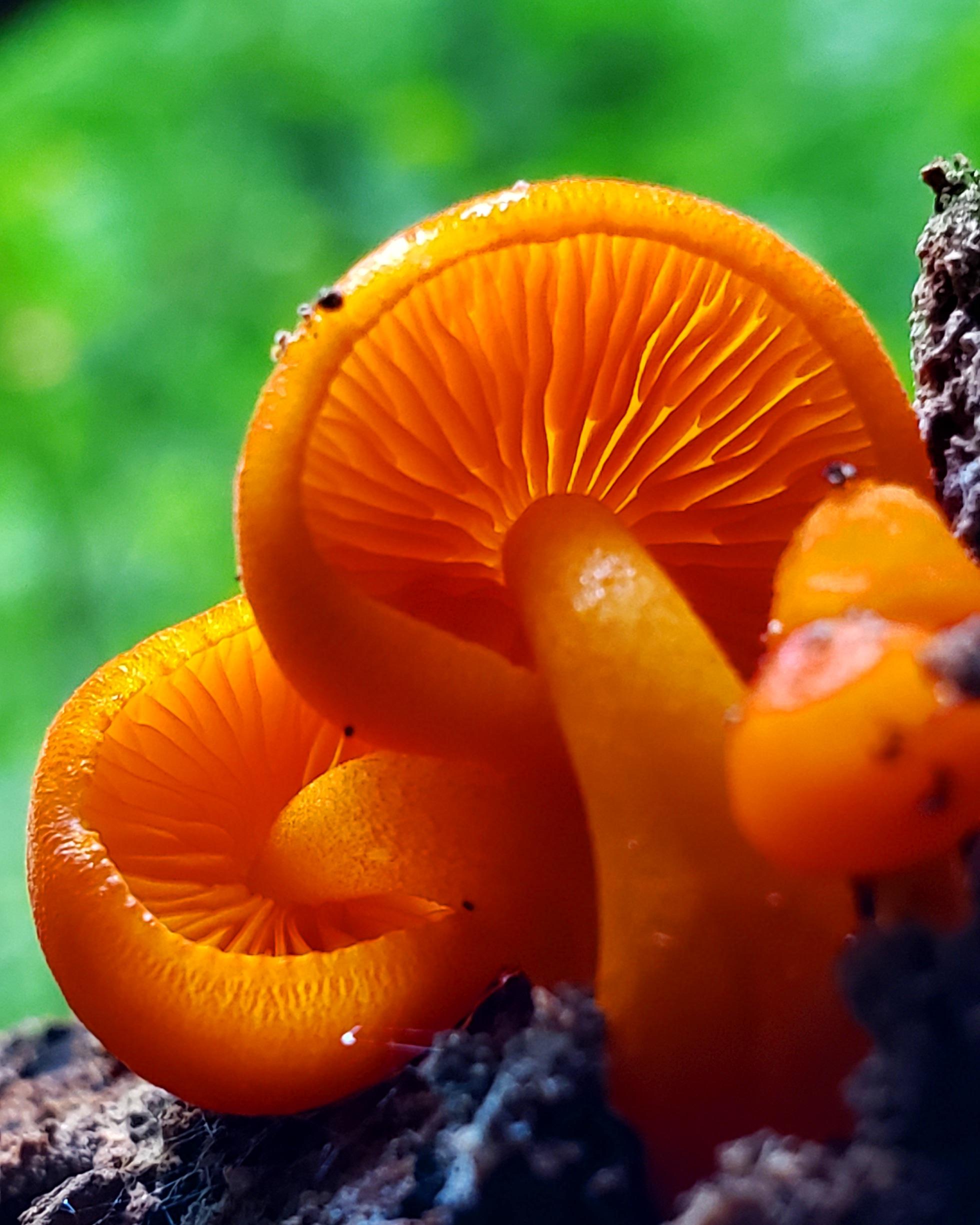 The always beautiful, orange mycena mushroom, they're everywhere right