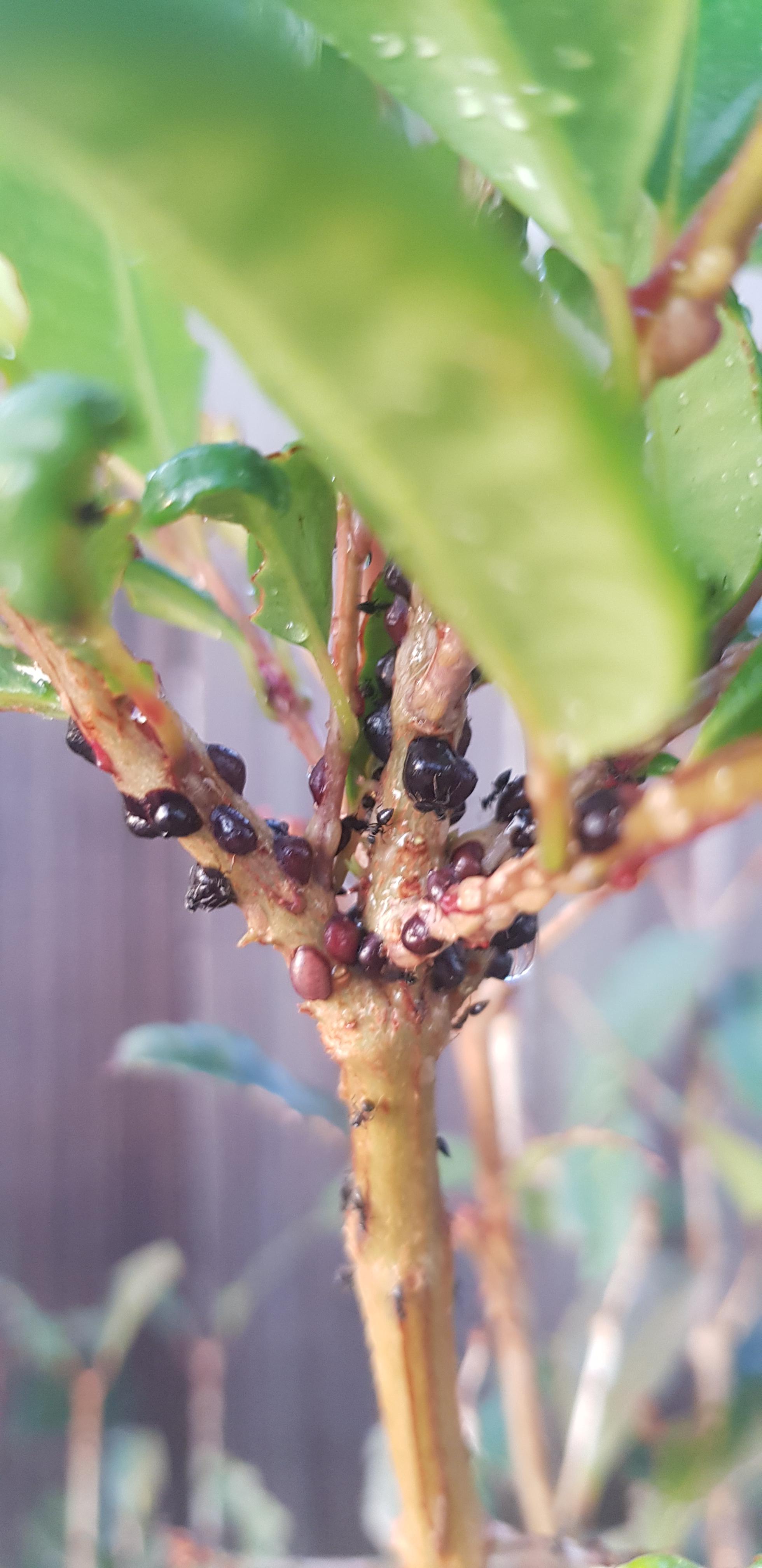 Can someone please tell me what the black things attached to the branch