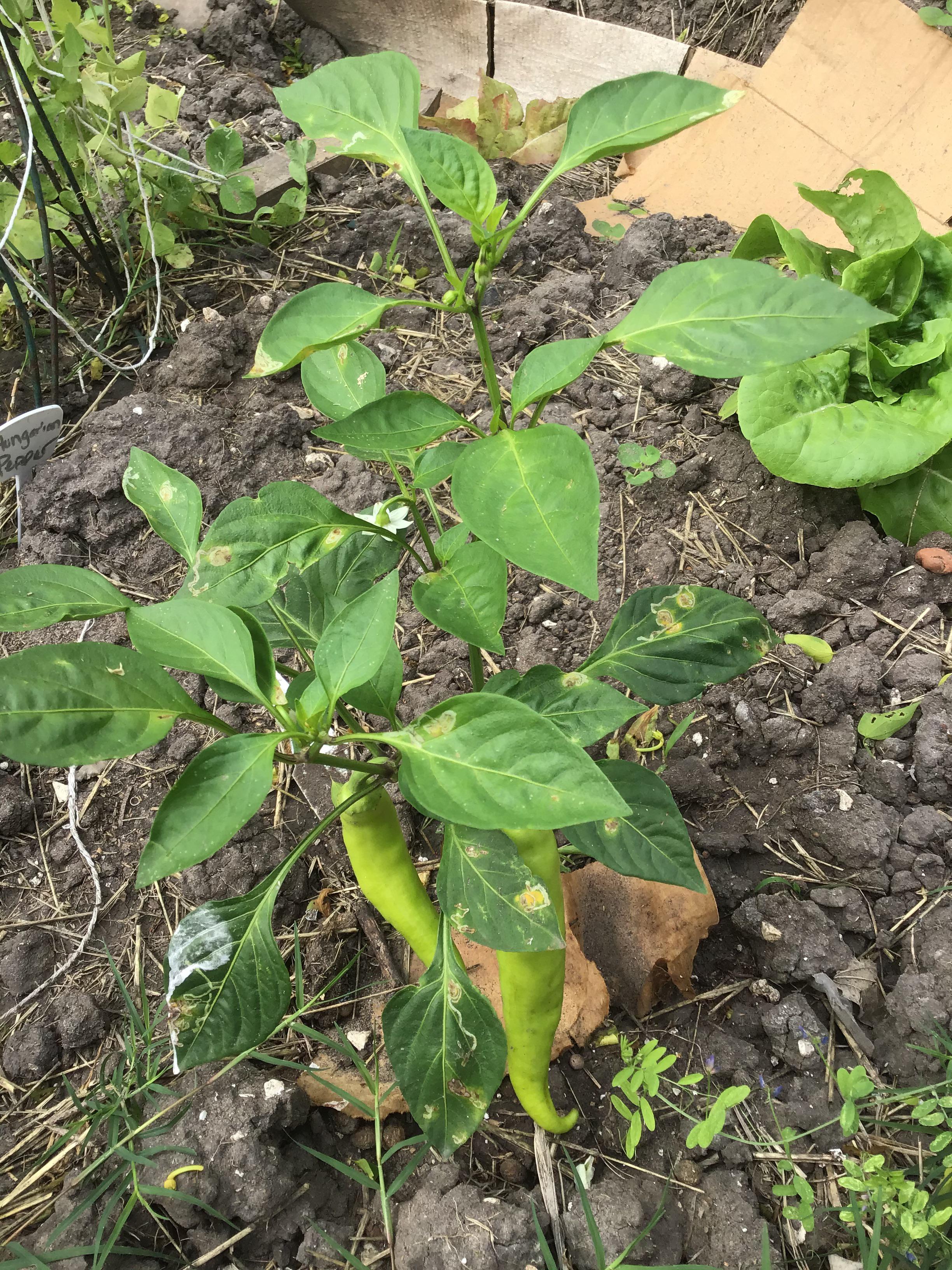 What’s wrong with my hot banana pepper plant, it looked fine yesterday r/vegetablegardening
