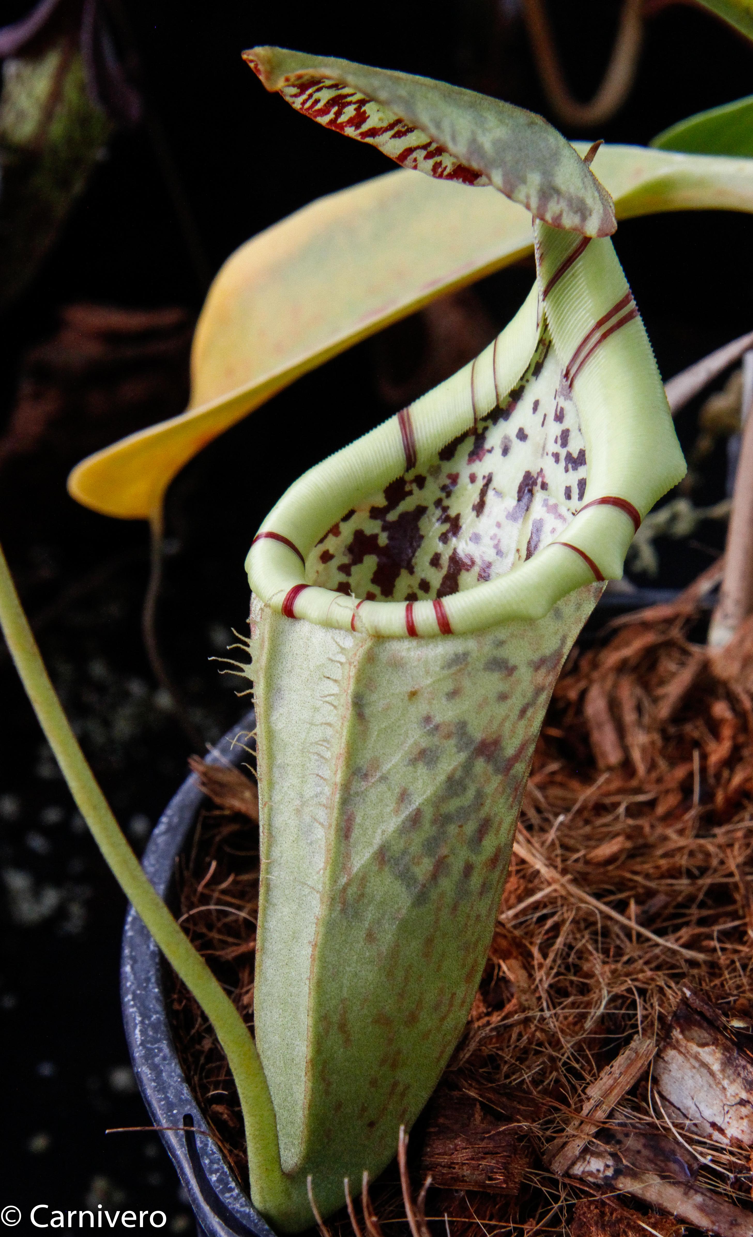 Porcelain yellow pitchers with peristomal striping and a dwarfed growth