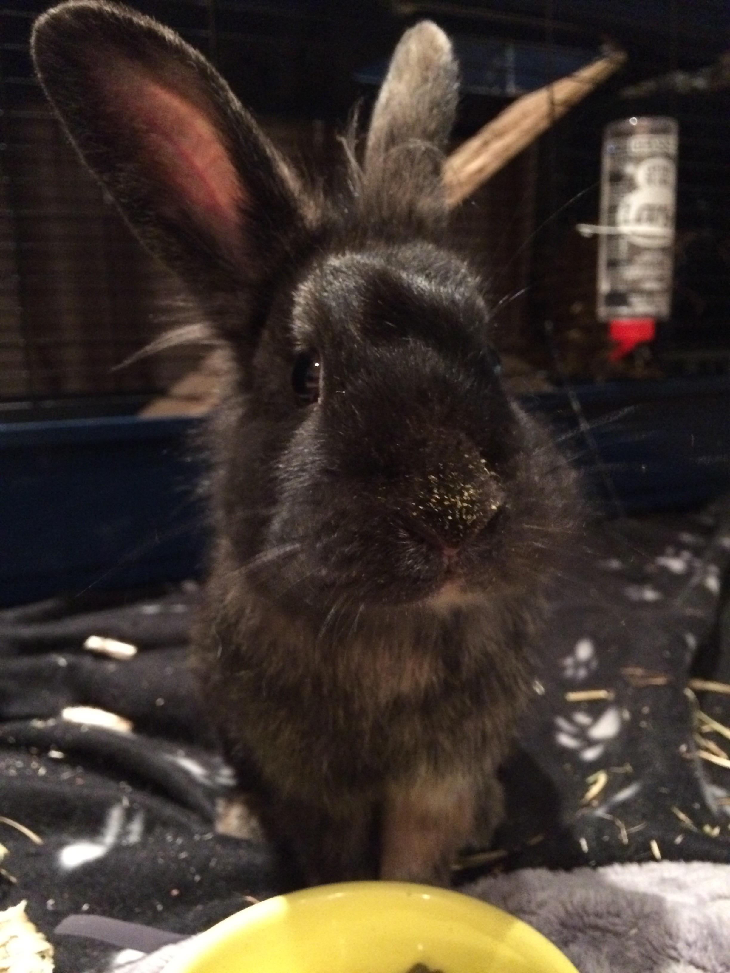 Tali, our little messy eater. r/Rabbits