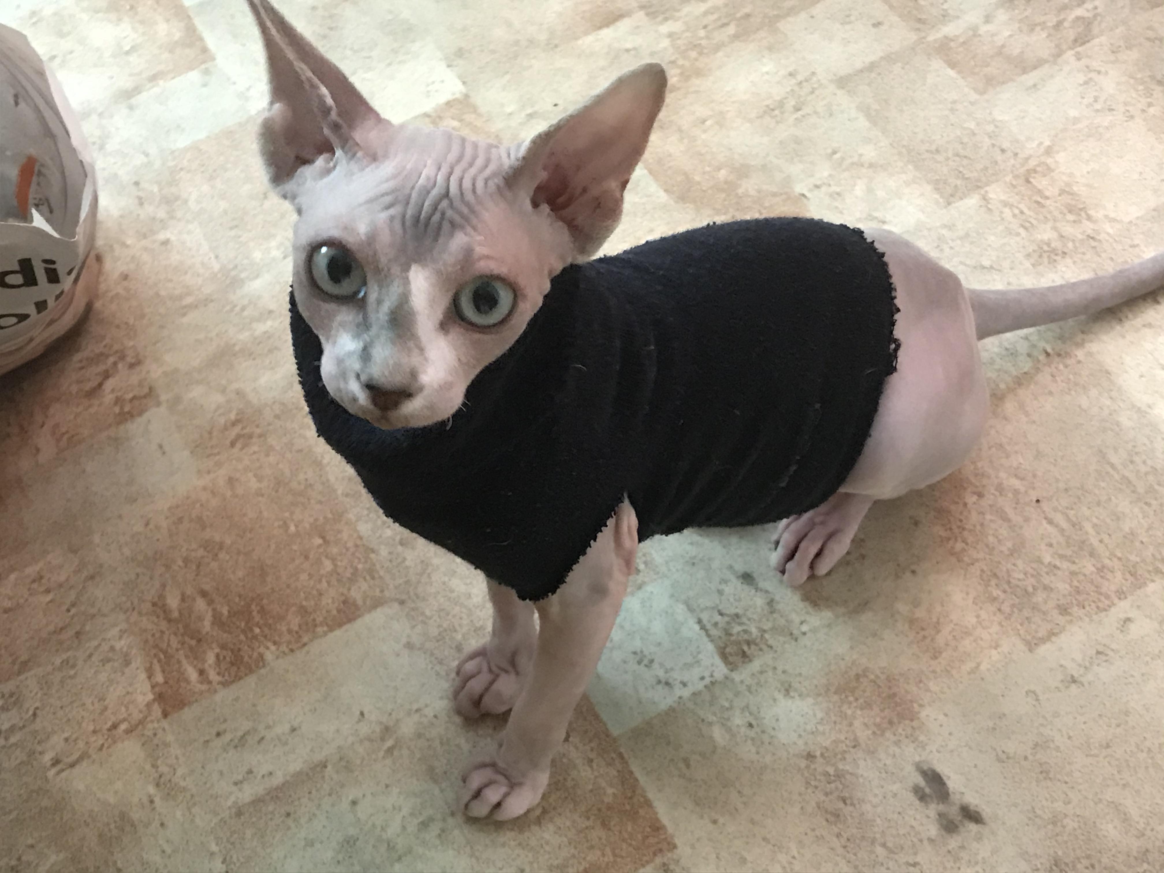 DIY cat sweater made from a sock >