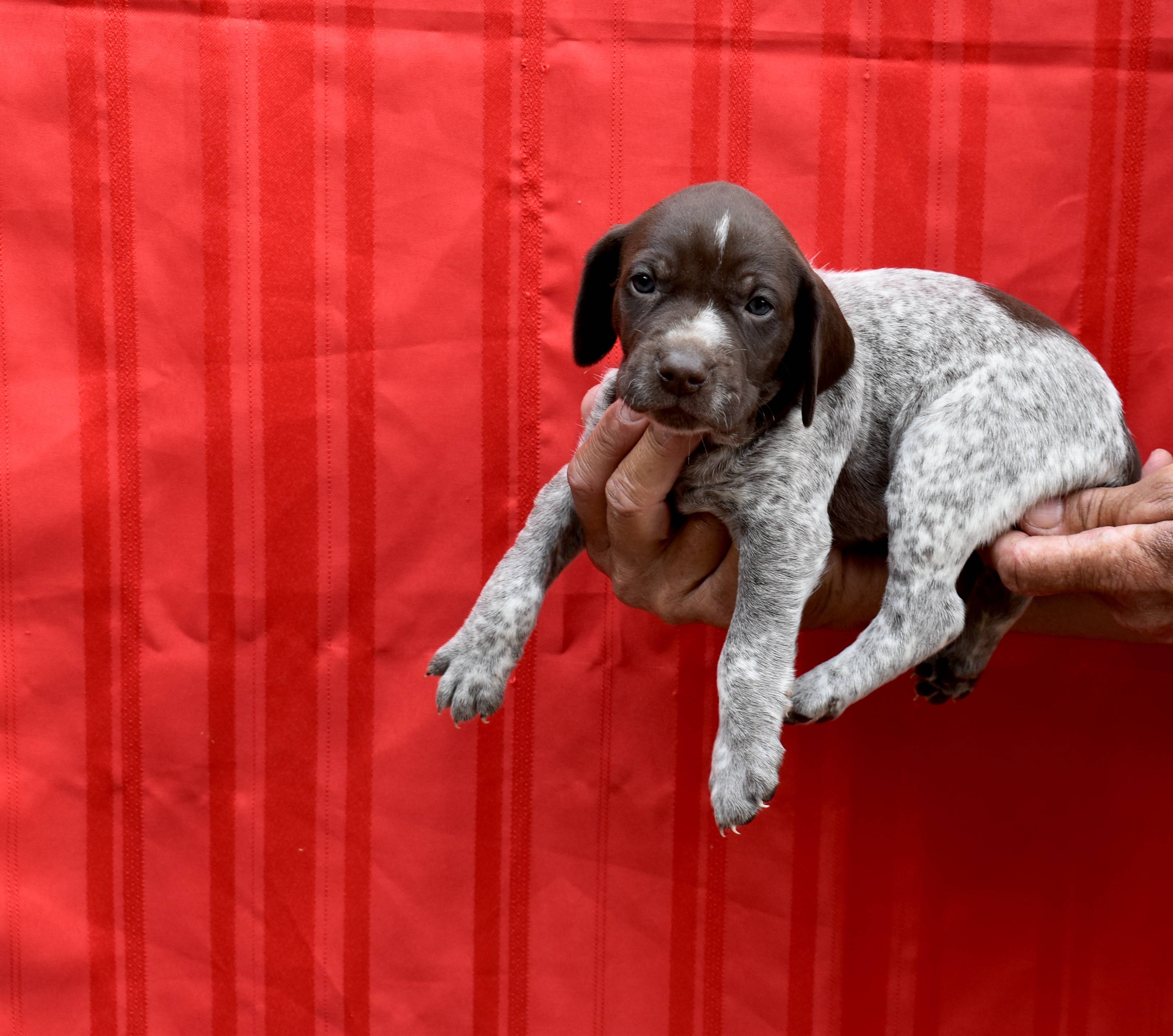 My springtime GSP puppy from Briar Covey r/germanshorthairs