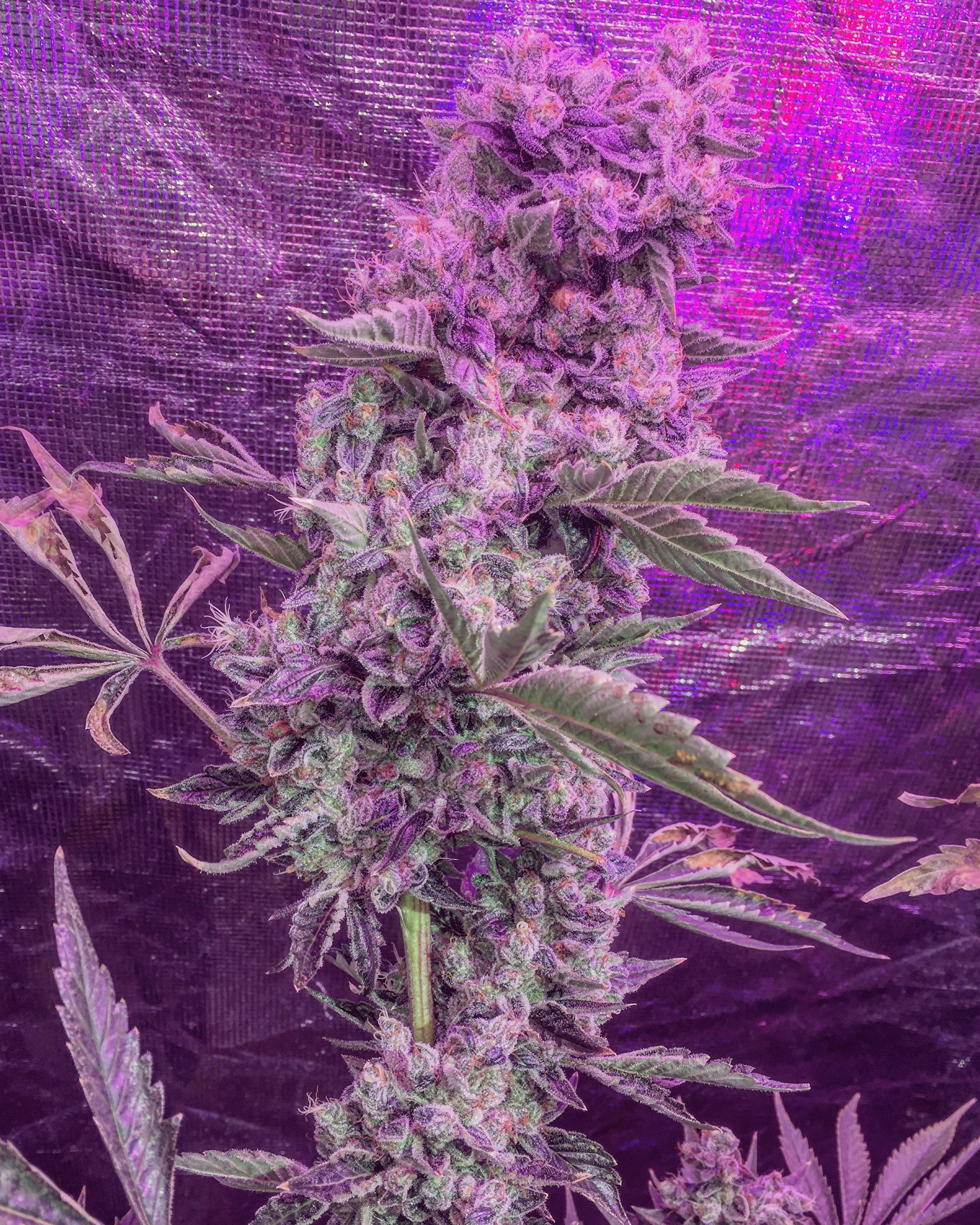 GSC X Sour Diesel LED Organic Soil Grow r/CannabisGrowers