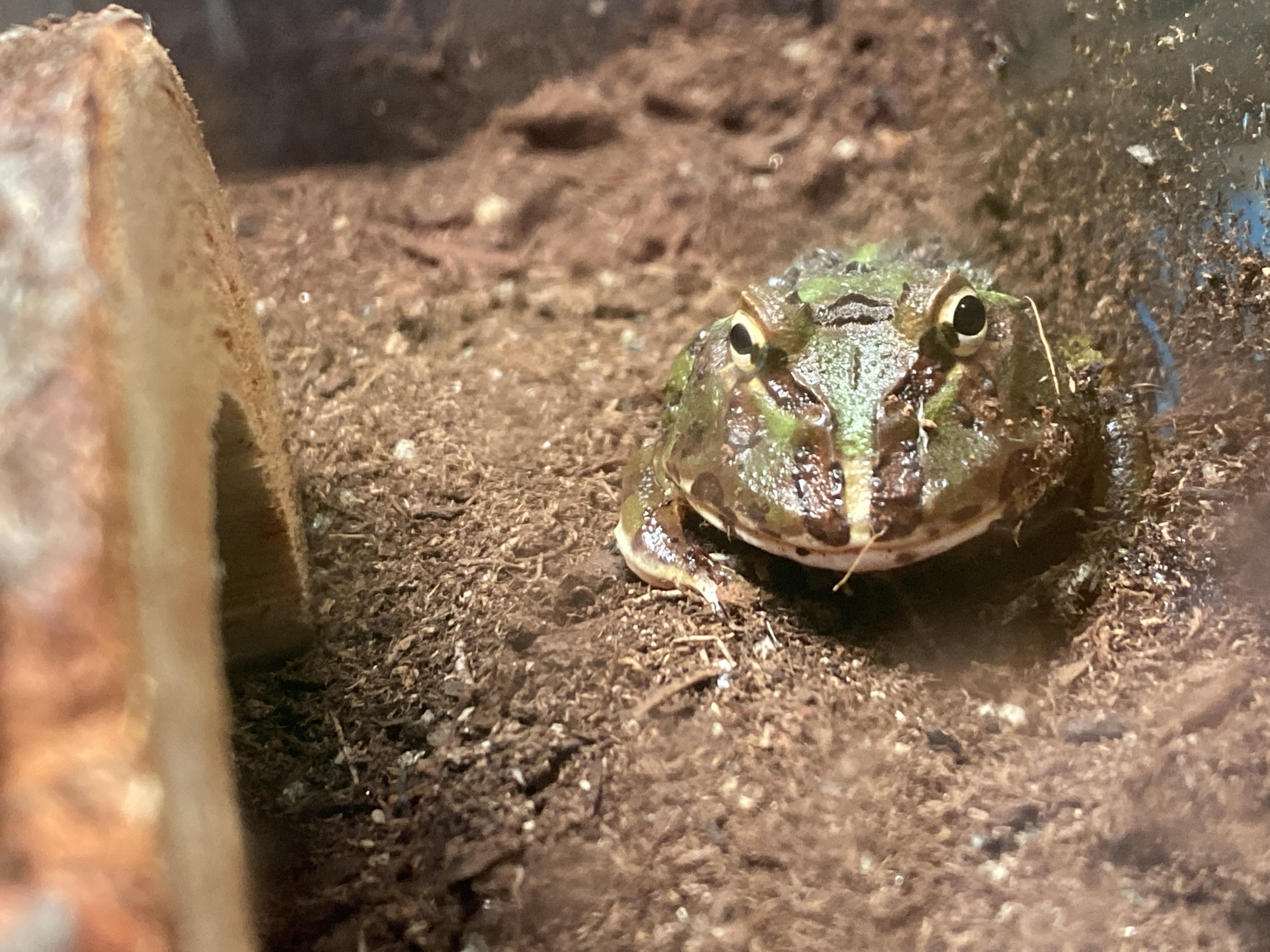 I just got my first frog after wishing for one my whole life!!! she’s my little buddy. Any name