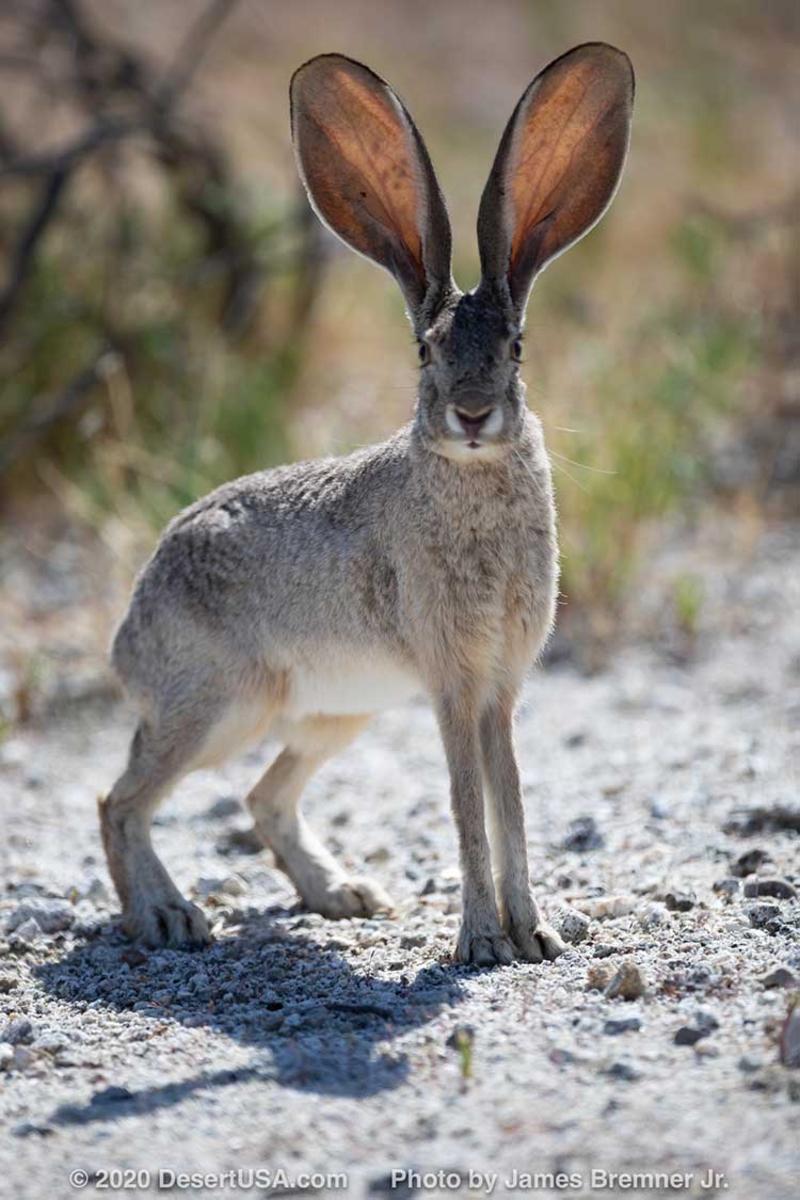 🔥 The blacktailed jack rabbit (Lepus californicus) r/NatureIsFuckingLit