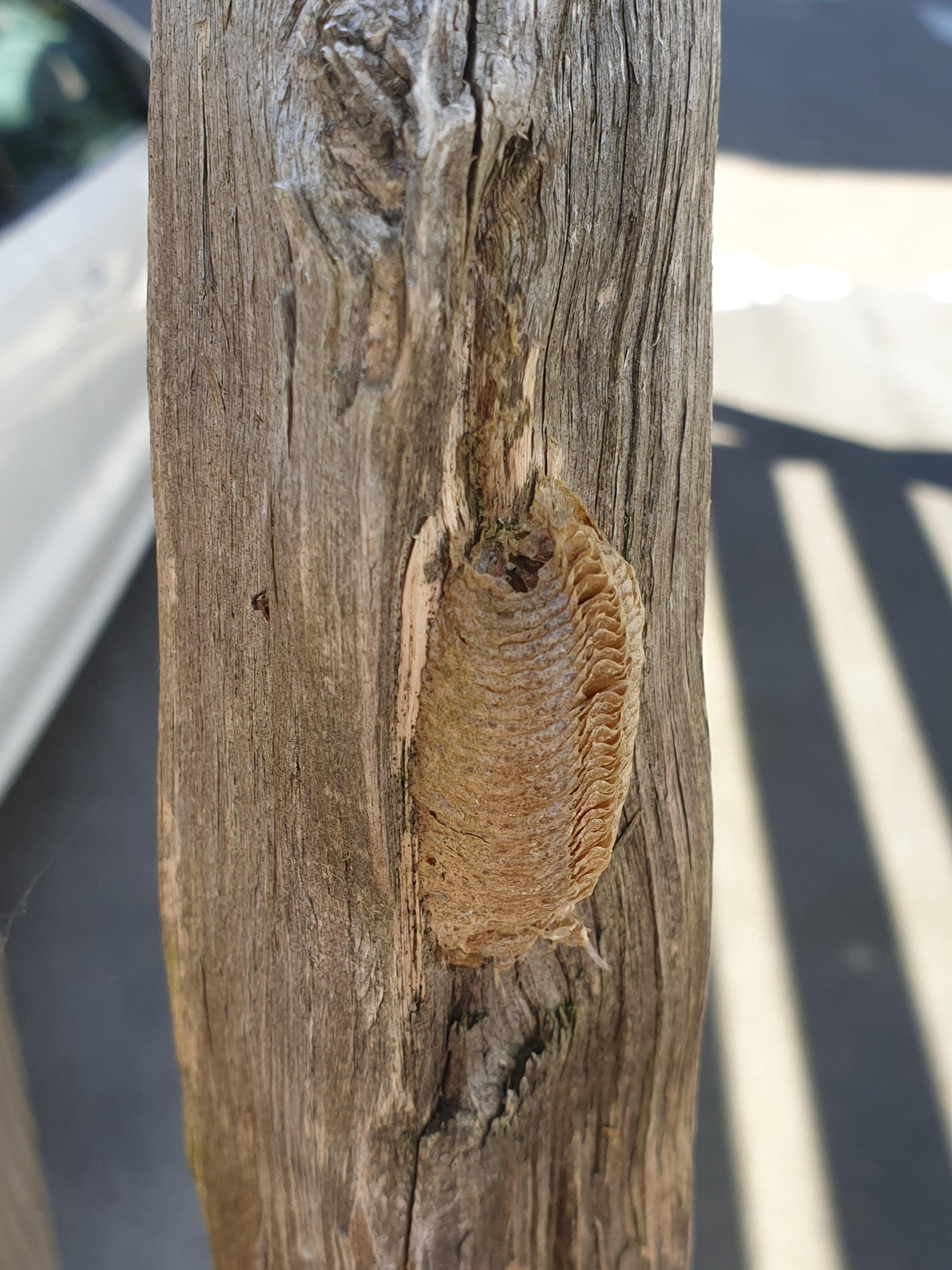 I saw this when I was caring for my plants. Is it dangerous for plants