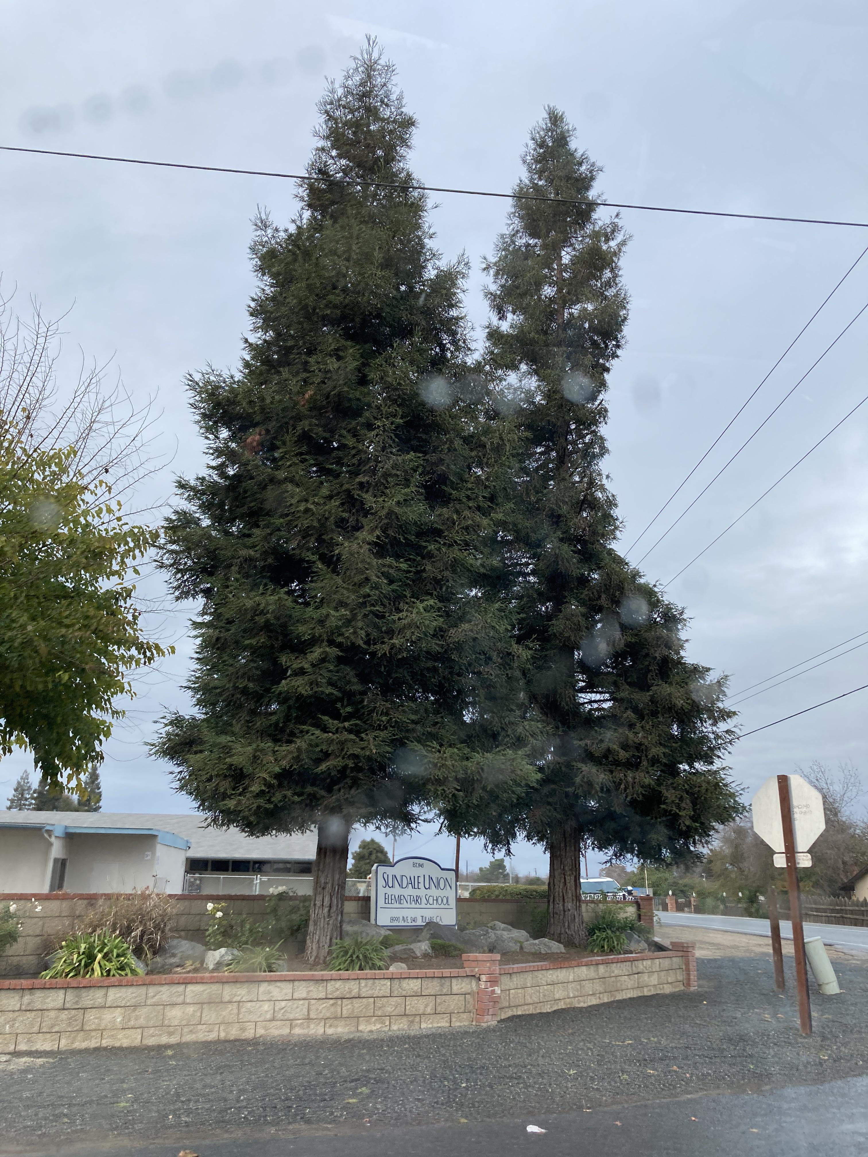 Are these trees lodgepole pine? If so, what species, and would they do