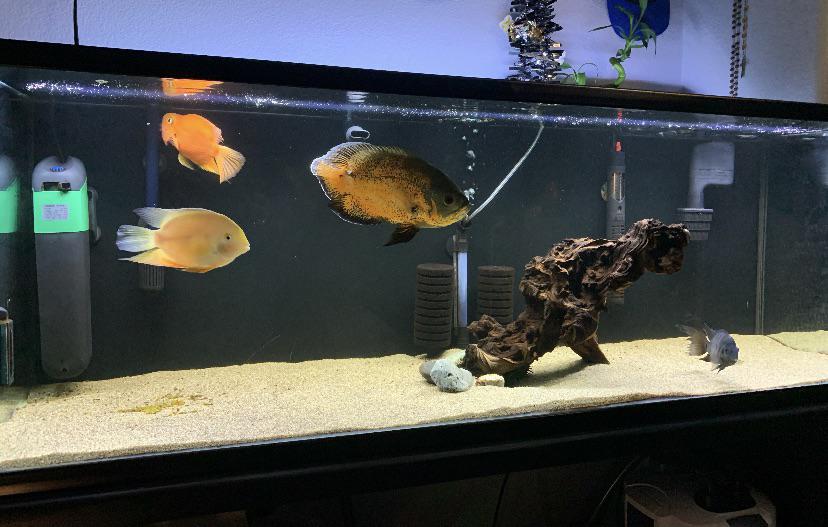 My 60 gallon fish tank planing on adding more wood soon. r/Aquariums