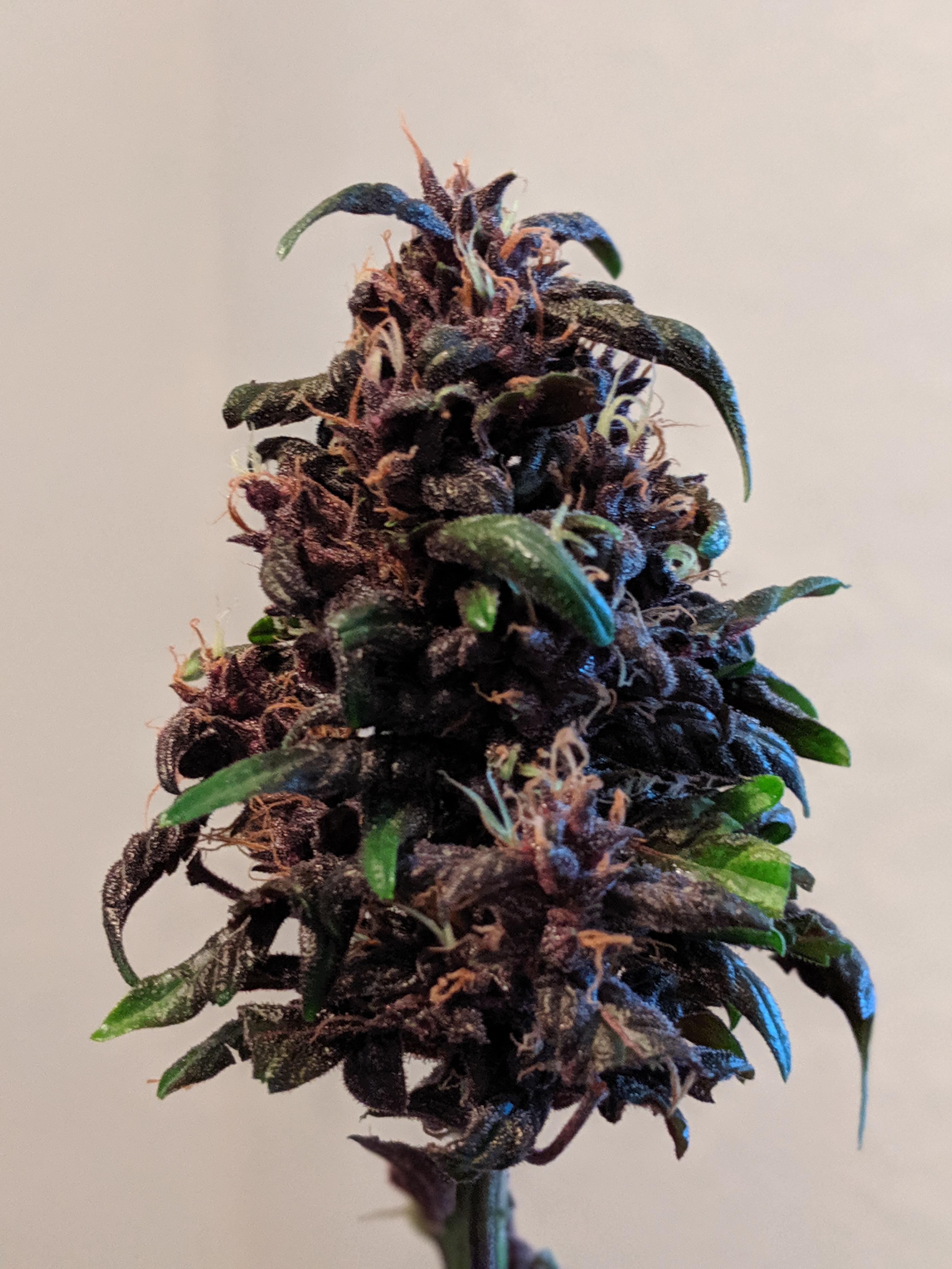 424 best Pink Kush images on Pholder The OCS, Microgrowery and Rec Pics