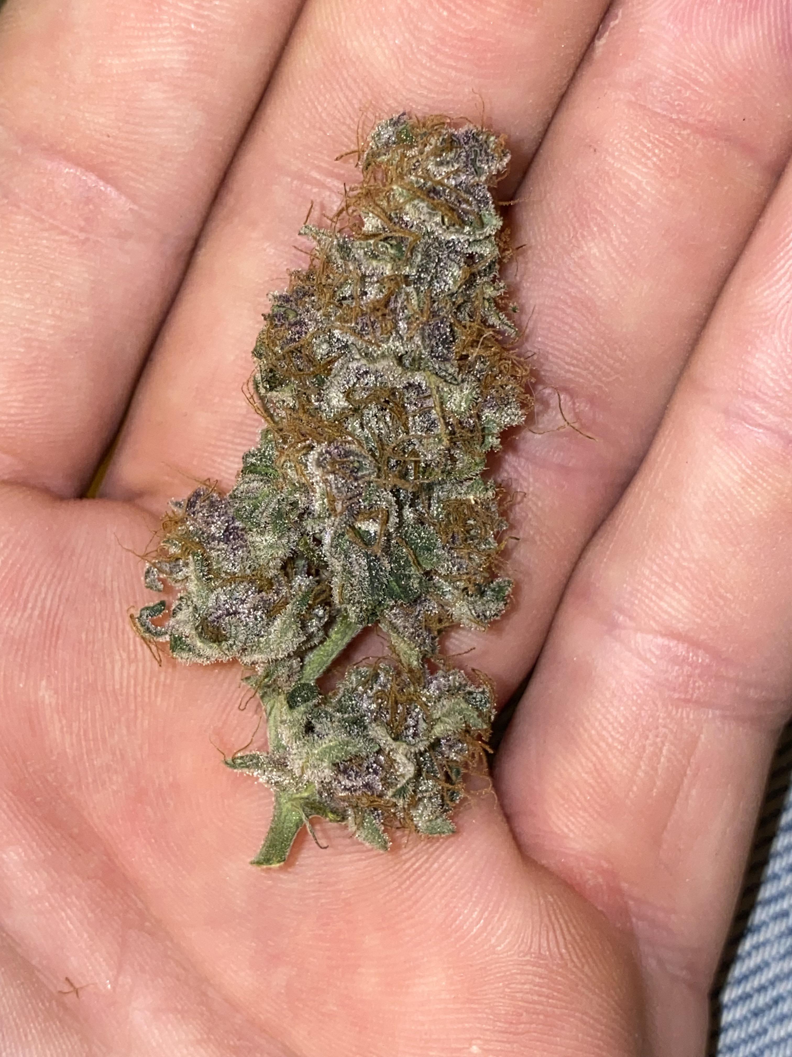 Airy buds r/GrowBuddy