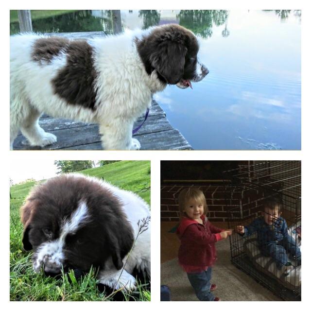 Name our Newfie Girl. Our human kids are Esmé and Ira. We prefer our