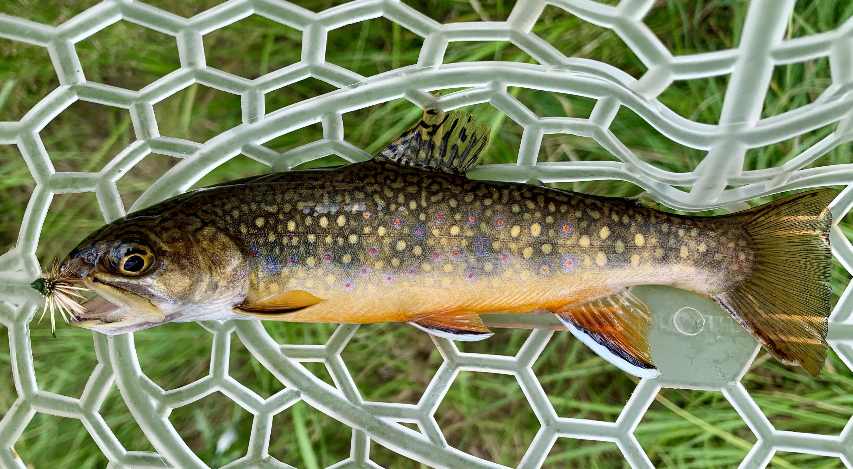 Colorado Brook Trout r/flyfishing