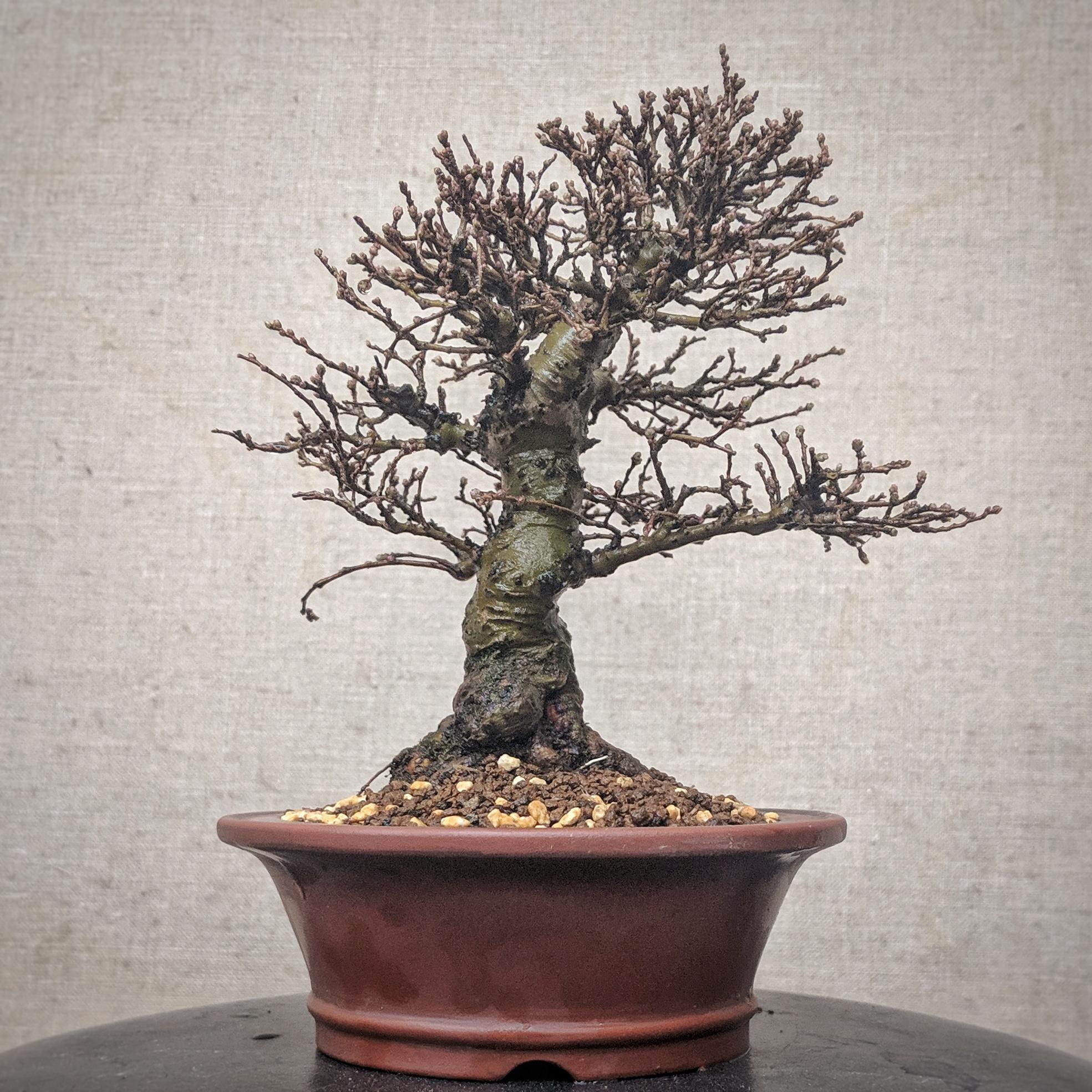 Repotted this shohin Chinese elm out of it's cracked training pot into this lovely little Yixing