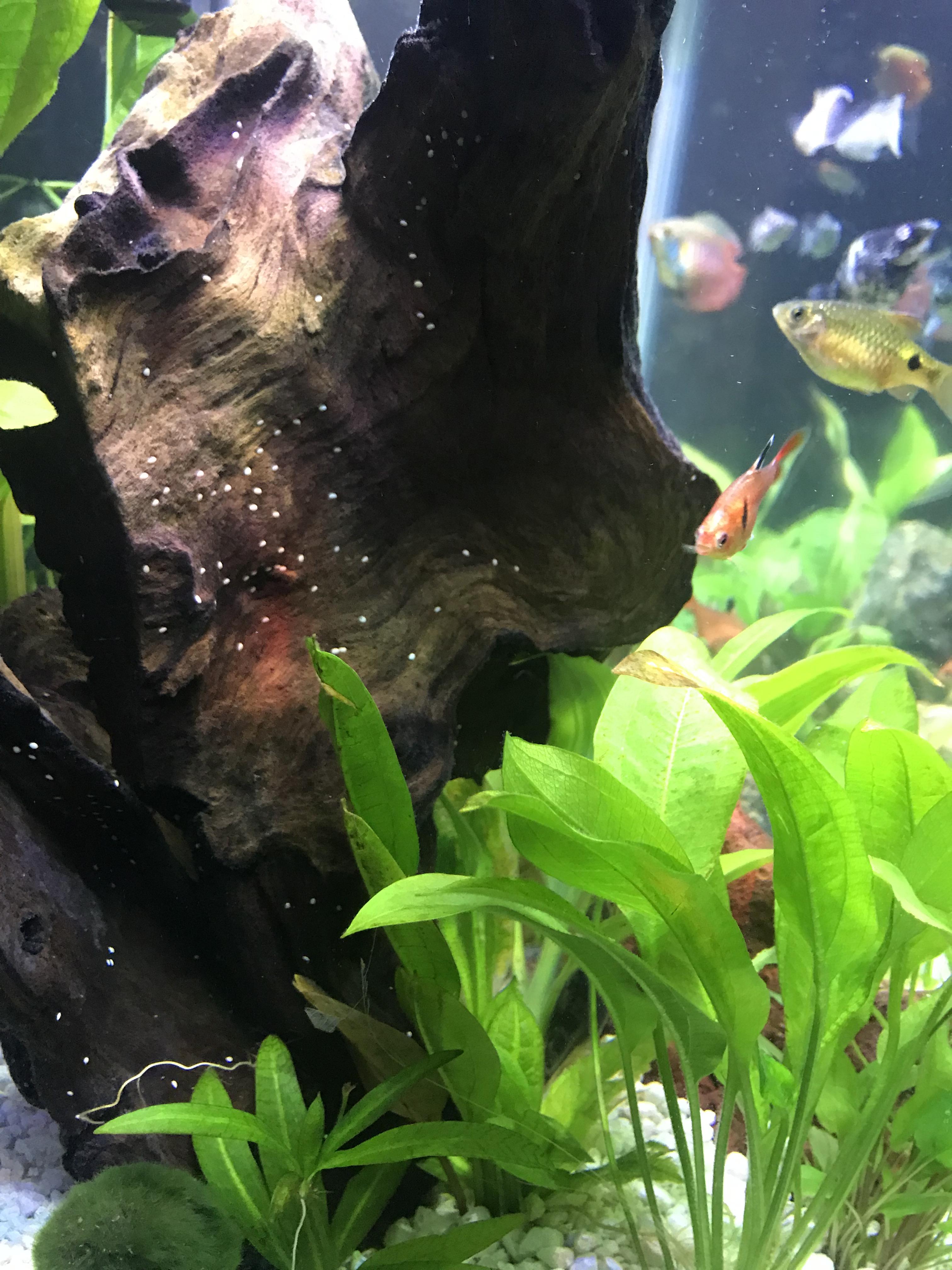 White dots on my driftwood. Any idea what it is? It will come off with