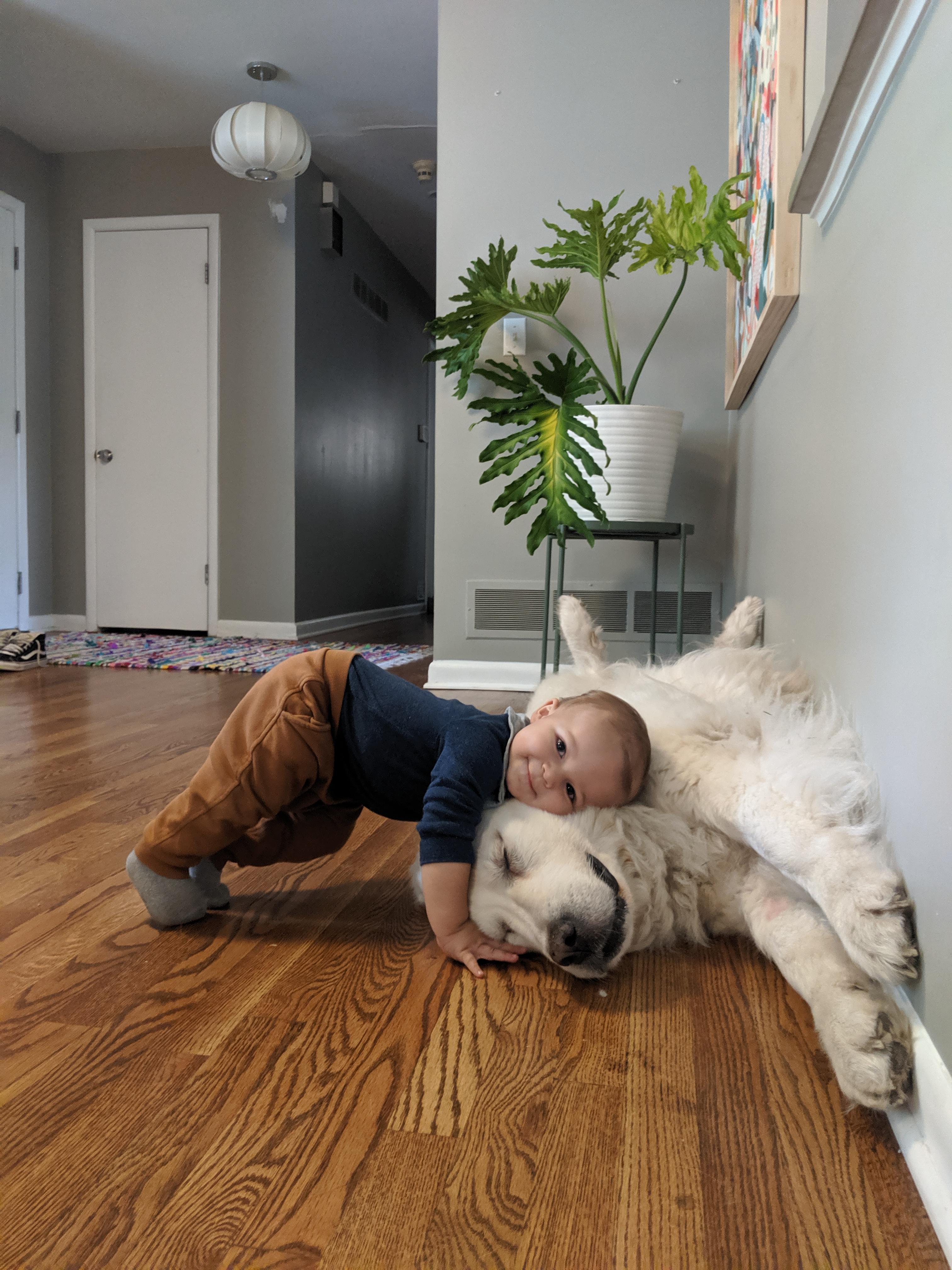 Down dog on a dog. Ft our 11 month old and 8 year old. r/aww