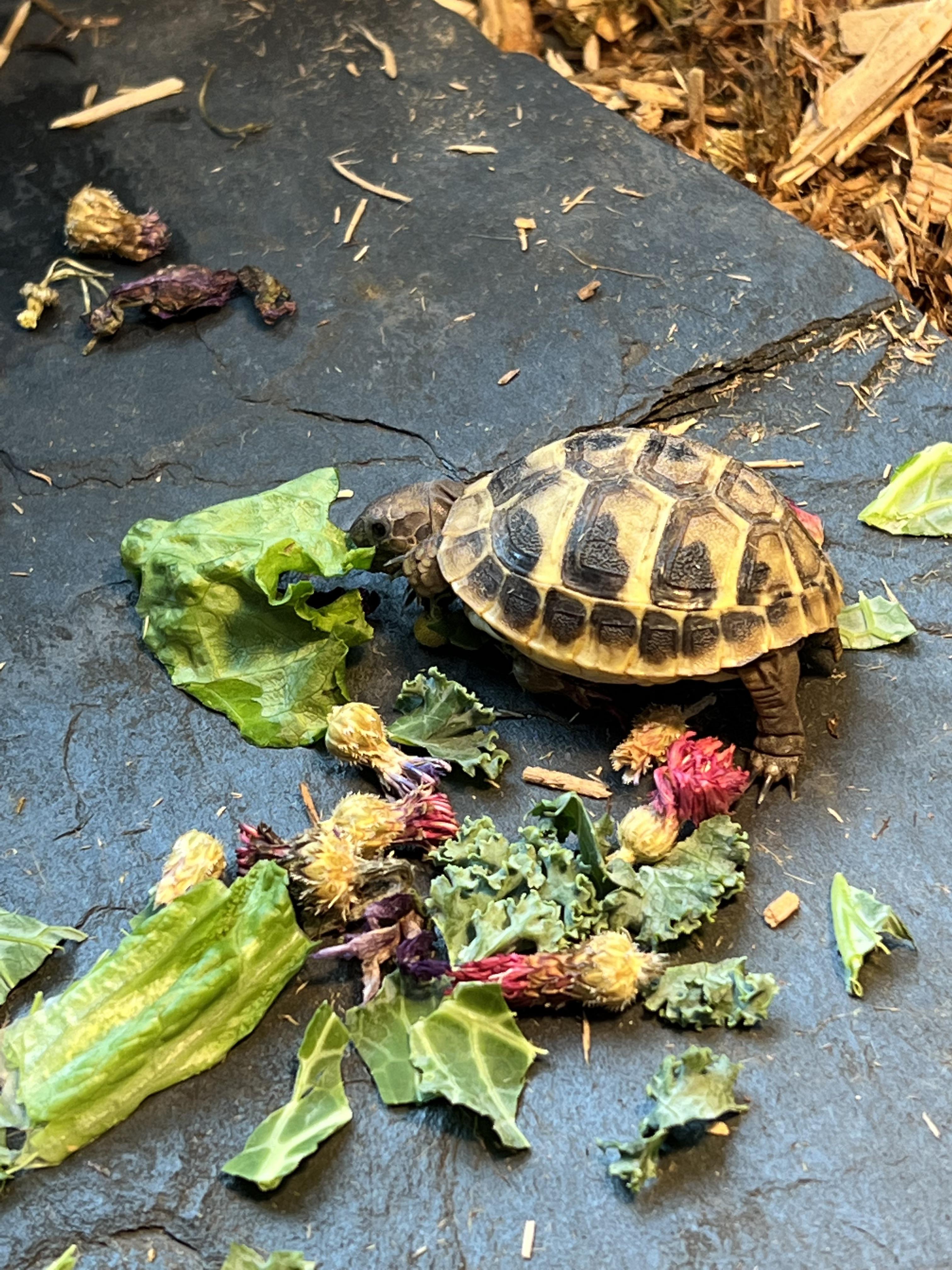 Our Hermann’s Tortoise is only eating green lettuce even though we gave