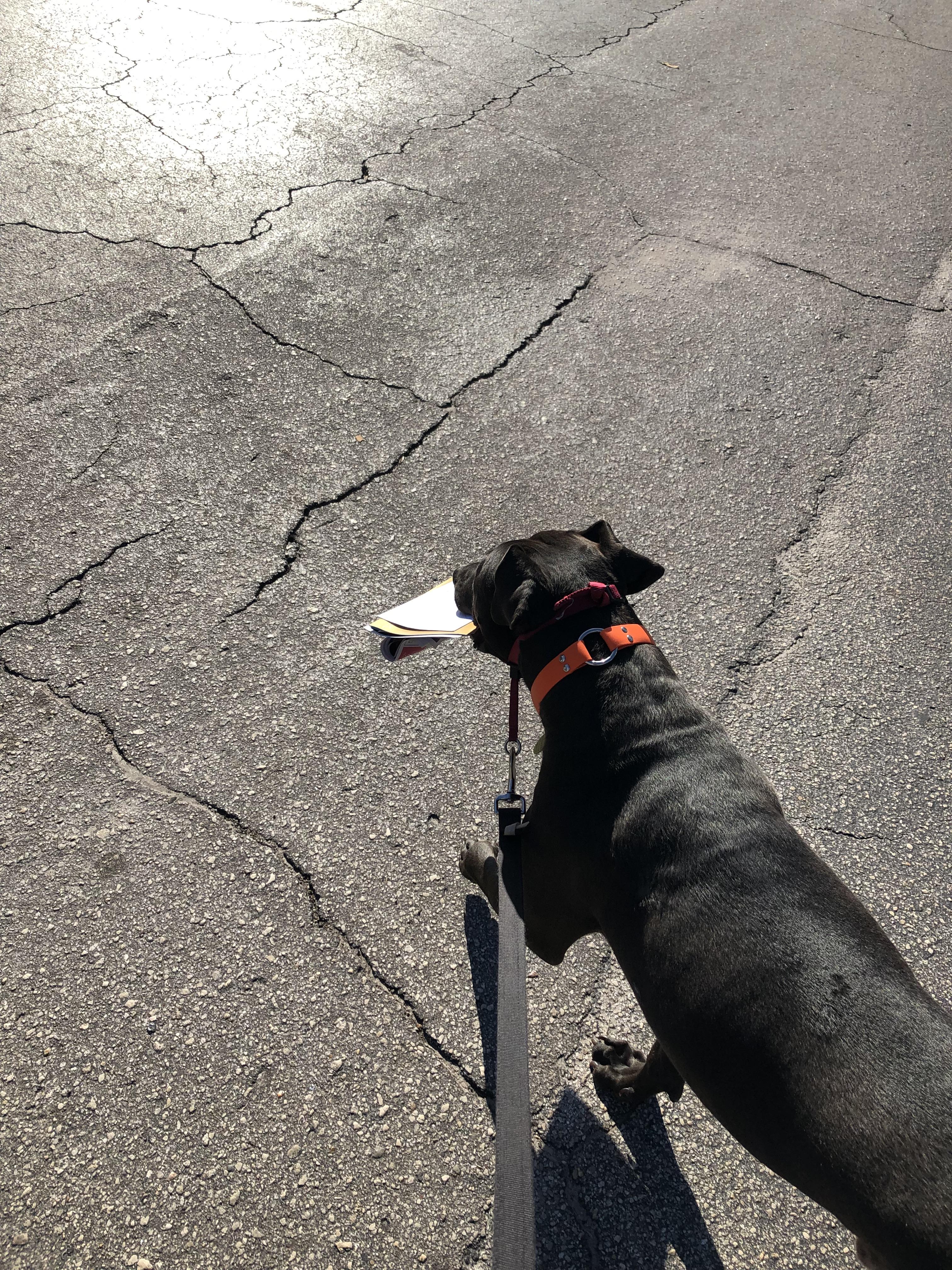 Dog Jobs Near Me petfinder