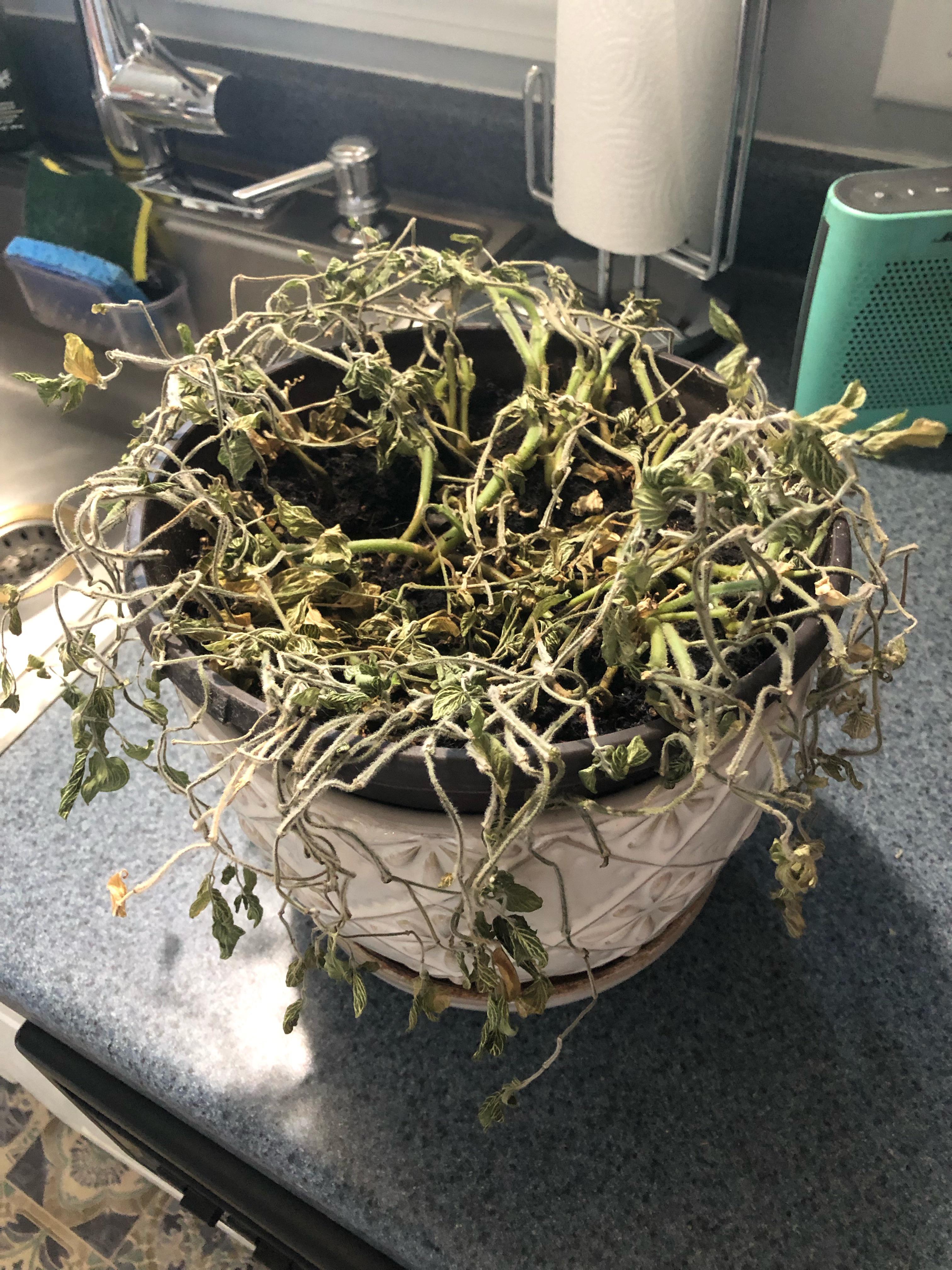 Is my plant dead? It’s been like this for about 2 weeks now r/plants