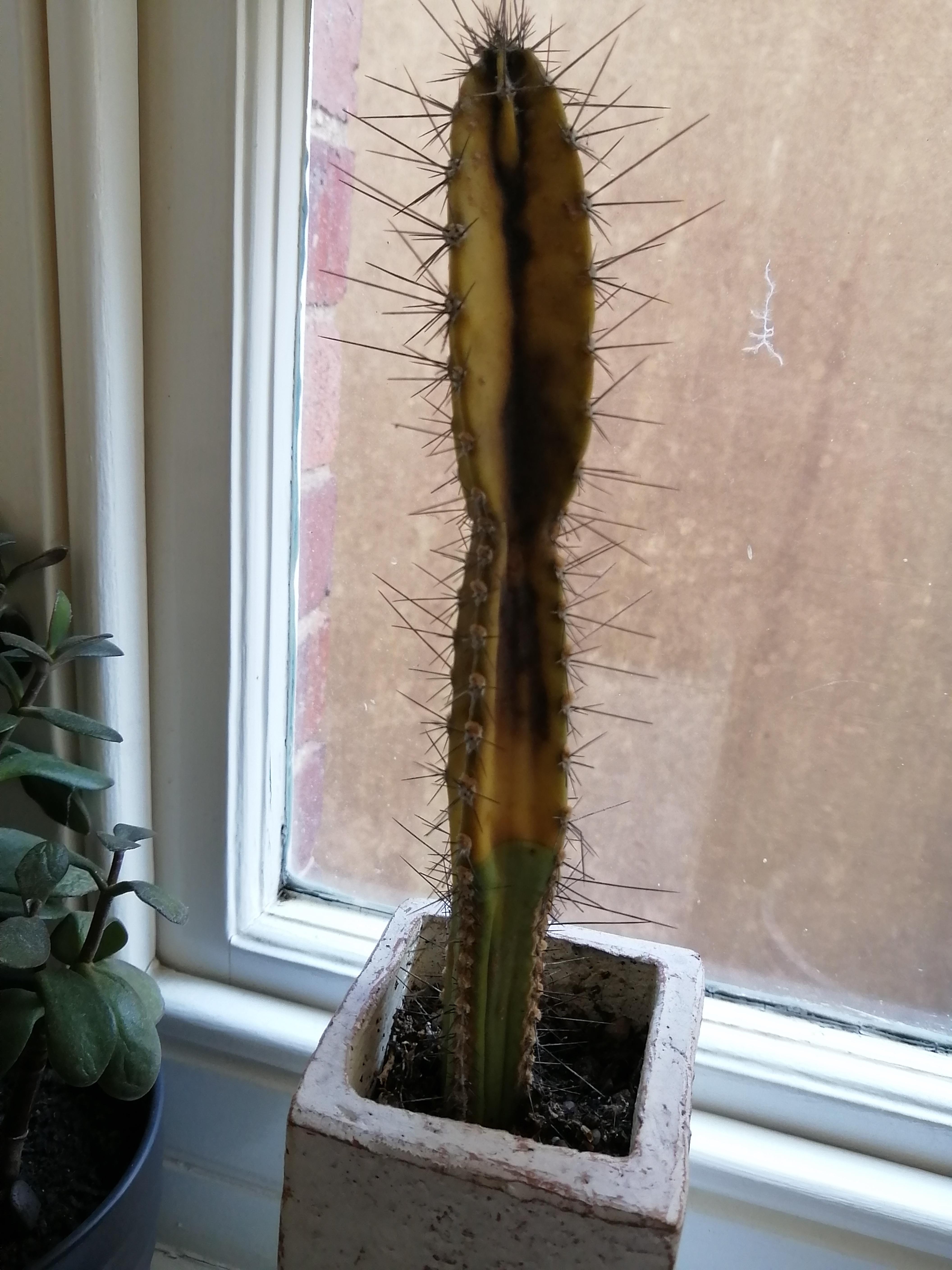 my cactus is turning yellow / brown at the top ( r/plantclinic