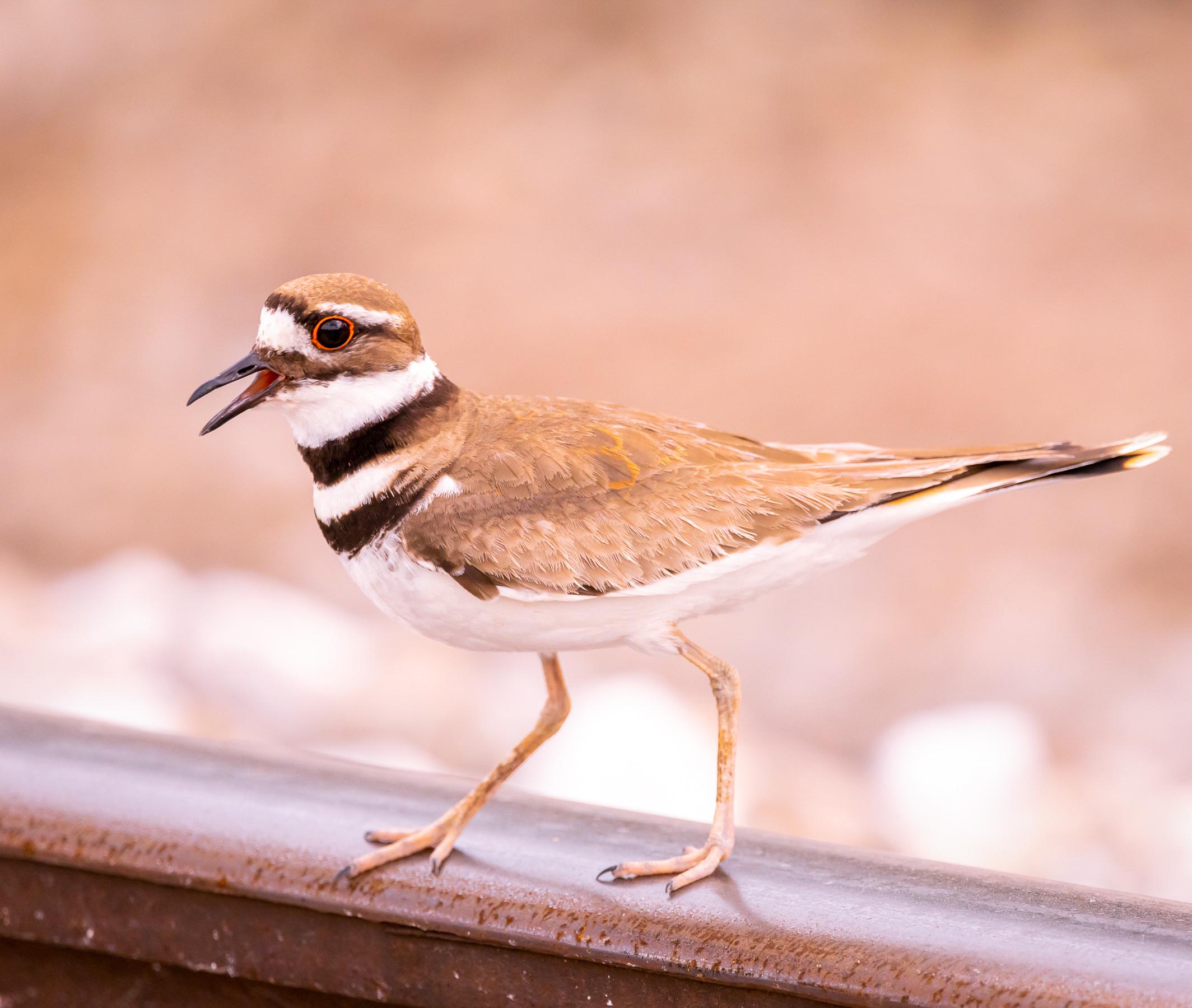 The Killdeer is one of the more interactive birds I get to see in the