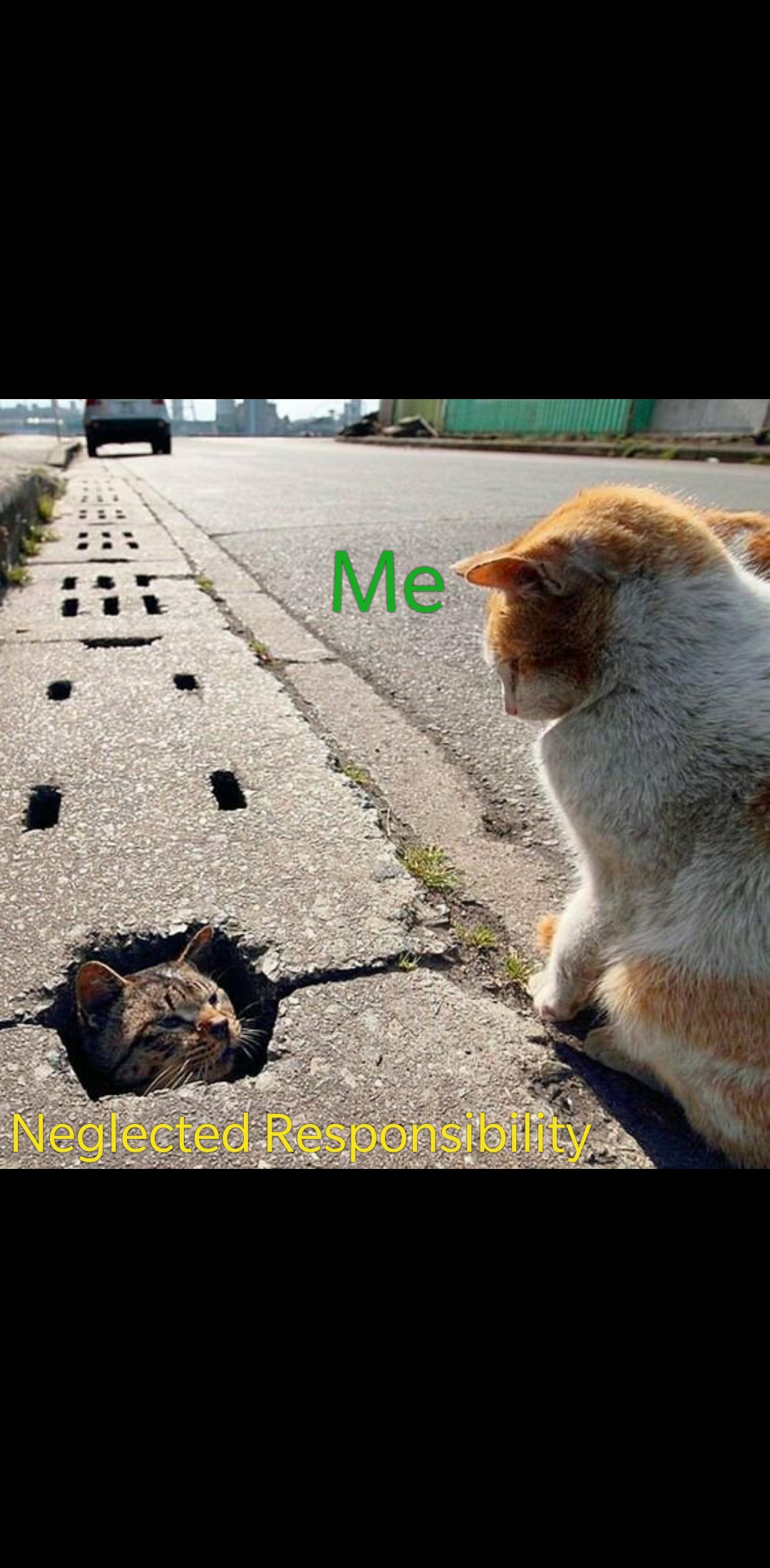 Cat memes? Never a bad idea! MemeEconomy