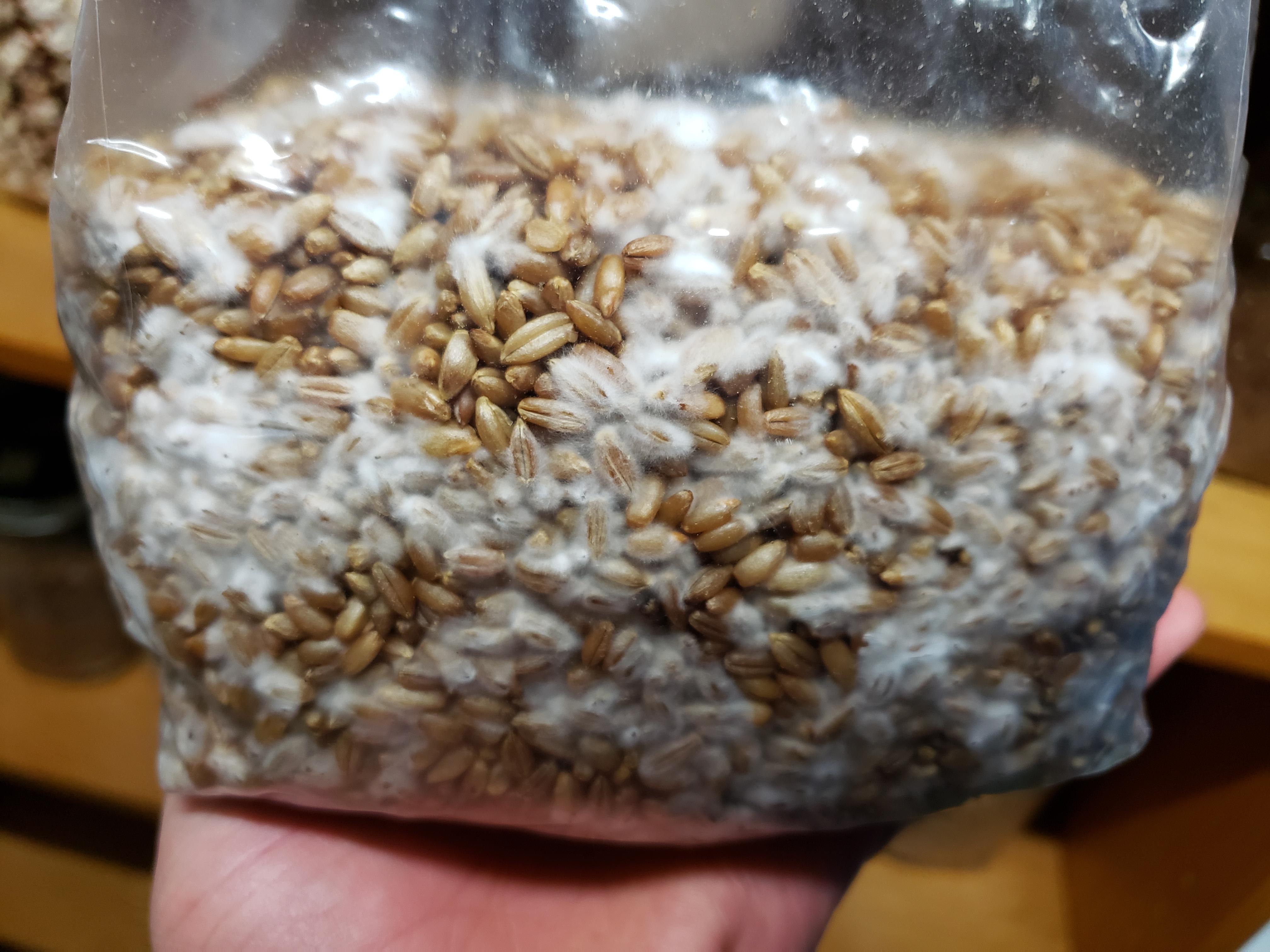 [Actives] Golden Teacher Rye Spawn colonizing r/MushroomGrowers