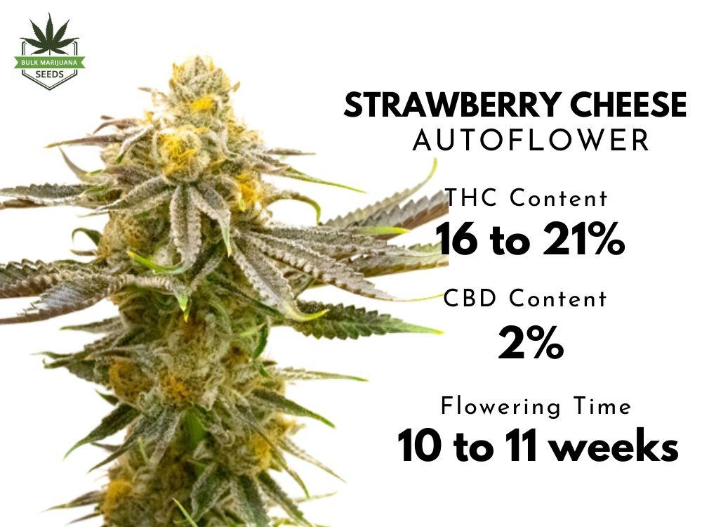 Strawberry Cheese Strain is one moodboosting hybrid that is 70 Indica