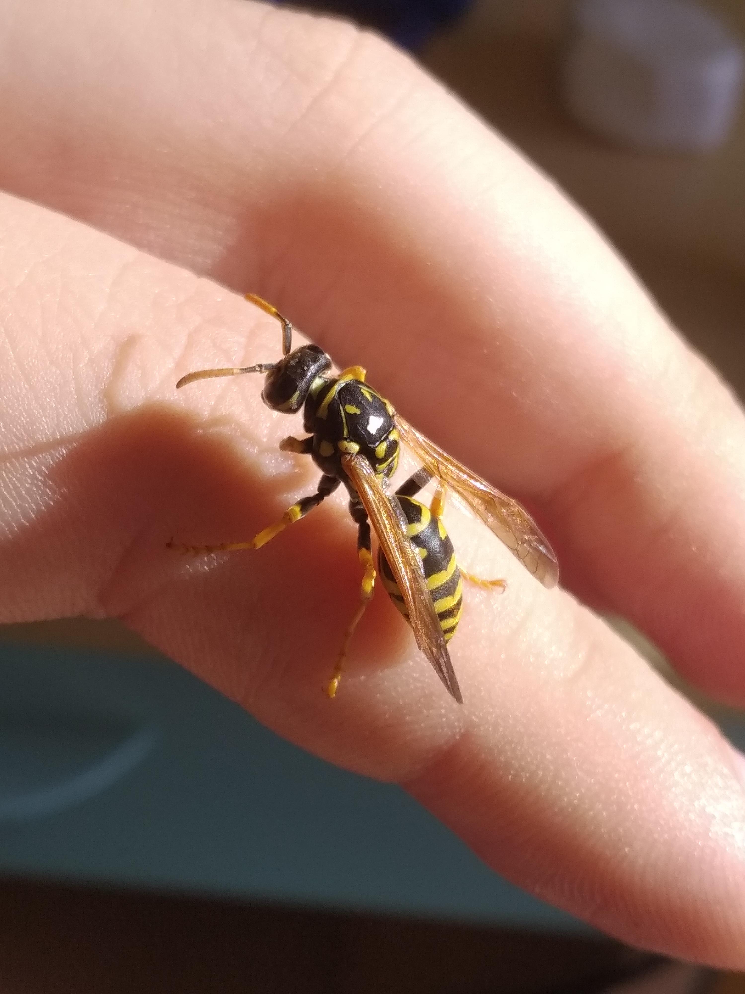Paper Wasp Queen
