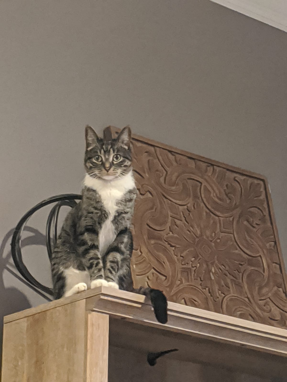 Evans, GA My husband and I's cat, Nova, went missing yesterday